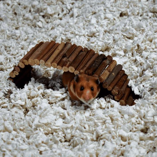 Carefresh Complete Comfort Care White Paper Small Pet Bedding 23 Litre - Image 4