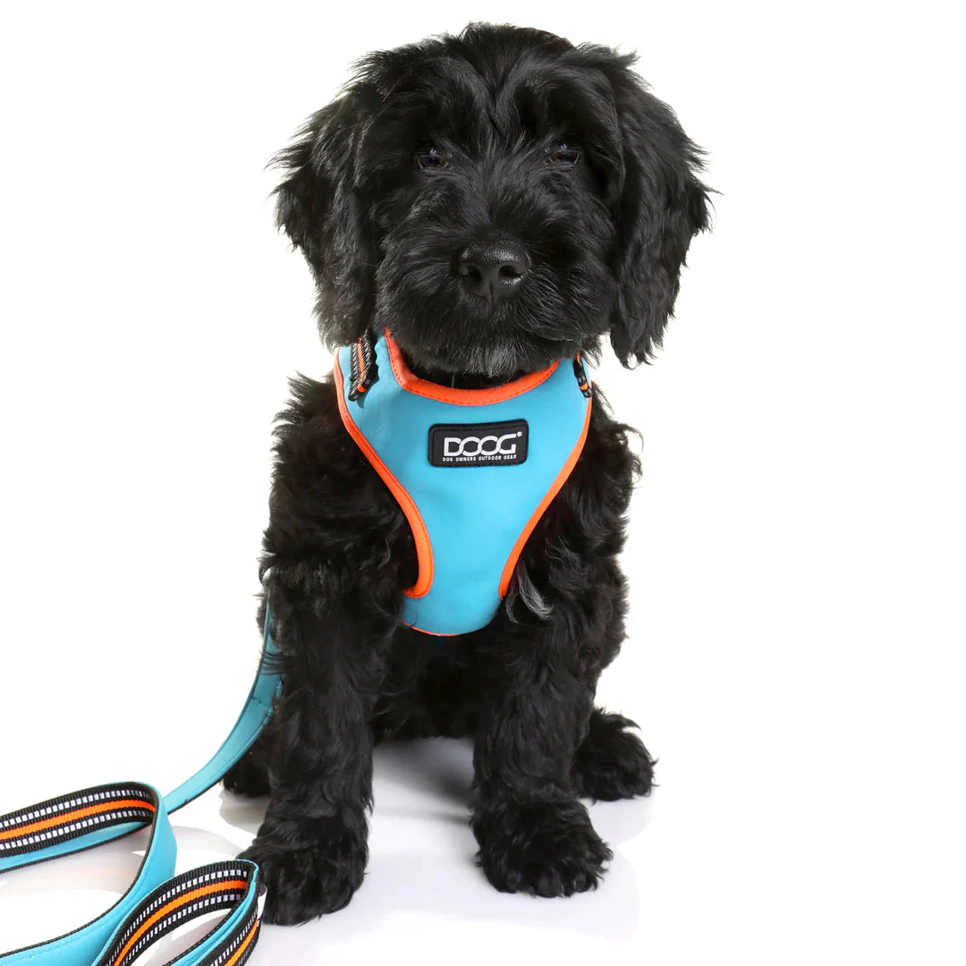 DOOG Neoflex Neoprene Beethoven Neon Blue and Orange Dog Harness Extra Large - Image 4