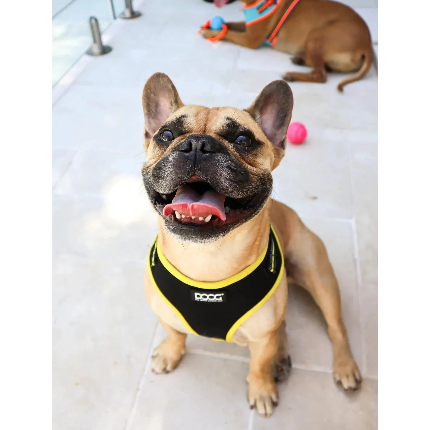 DOOG Neoflex Neoprene Bolt Neon Black and Yellow Dog Harness Extra Small - Image 4