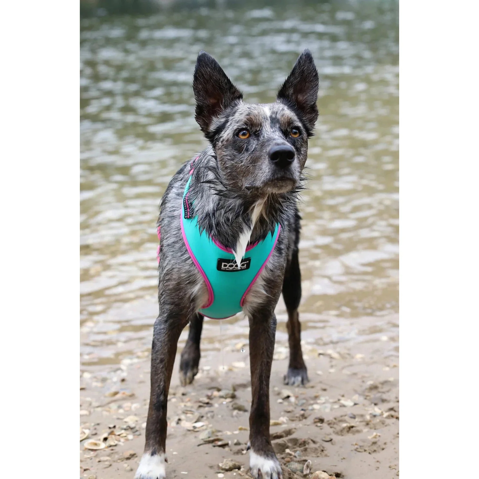 DOOG Neoflex Neoprene Rin Tin Tin Neon Teal and Pink Dog Harness Extra Small - Image 5