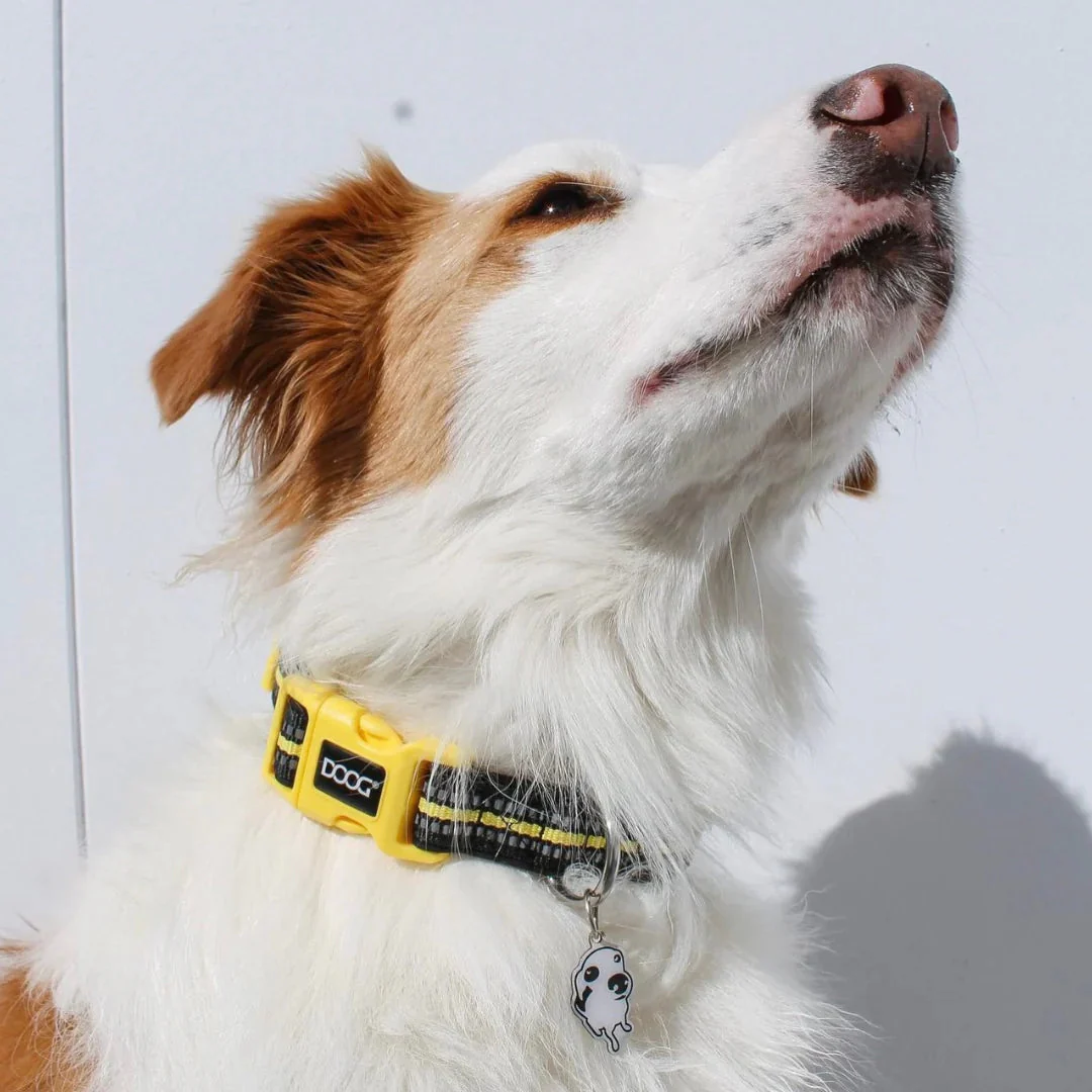 DOOG Neoprene Bolt Neon Black and Yellow Dog Collar Medium - Image 2