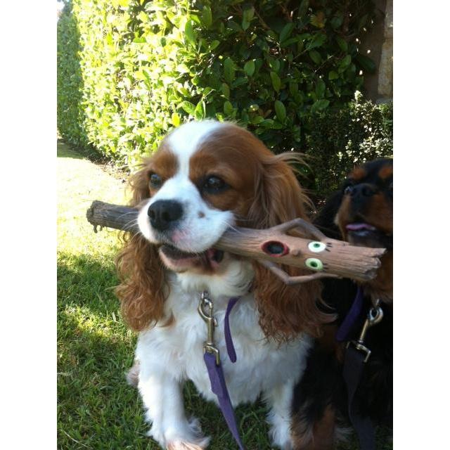 Doog Stick Dog Toy Elwood - Image 2