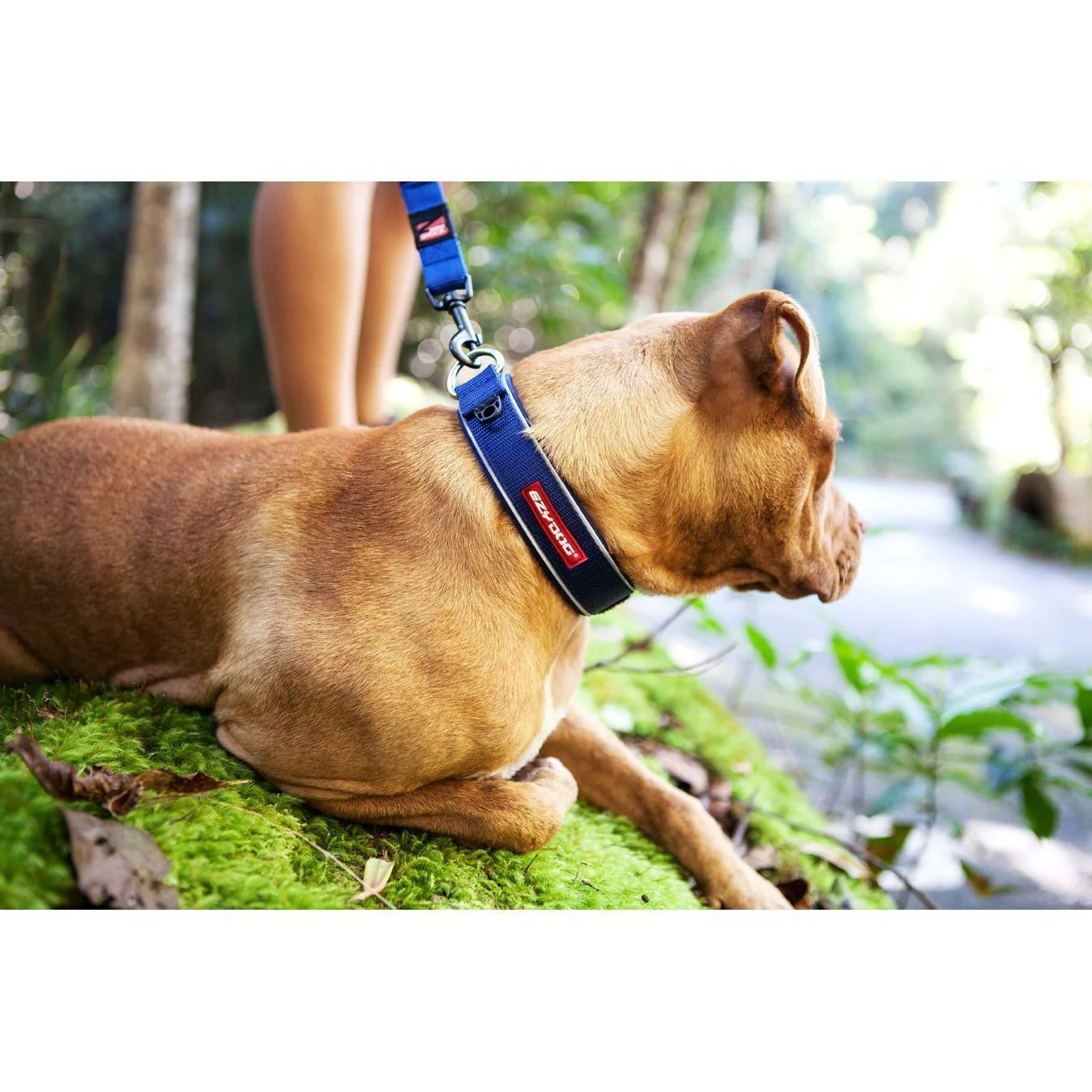 EzyDog Classic Neoprene Dog Collar Black Extra Large - Image 2