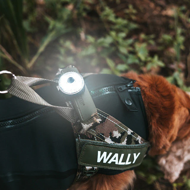 EzyDog Go-2 Dog Safety Light Multicolour - Image 5