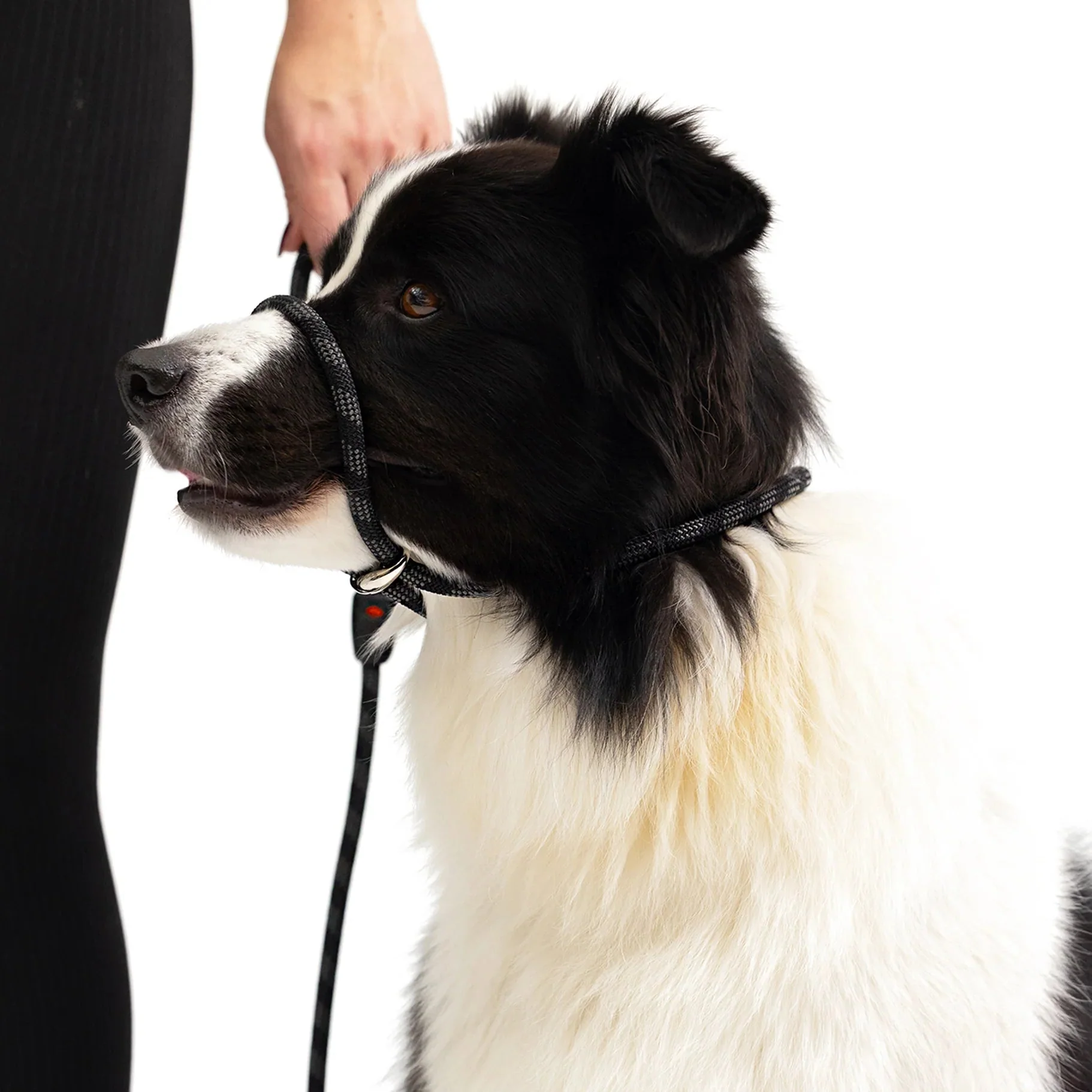EzyDog Luca Dog Lead Blue 9mm - Image 6