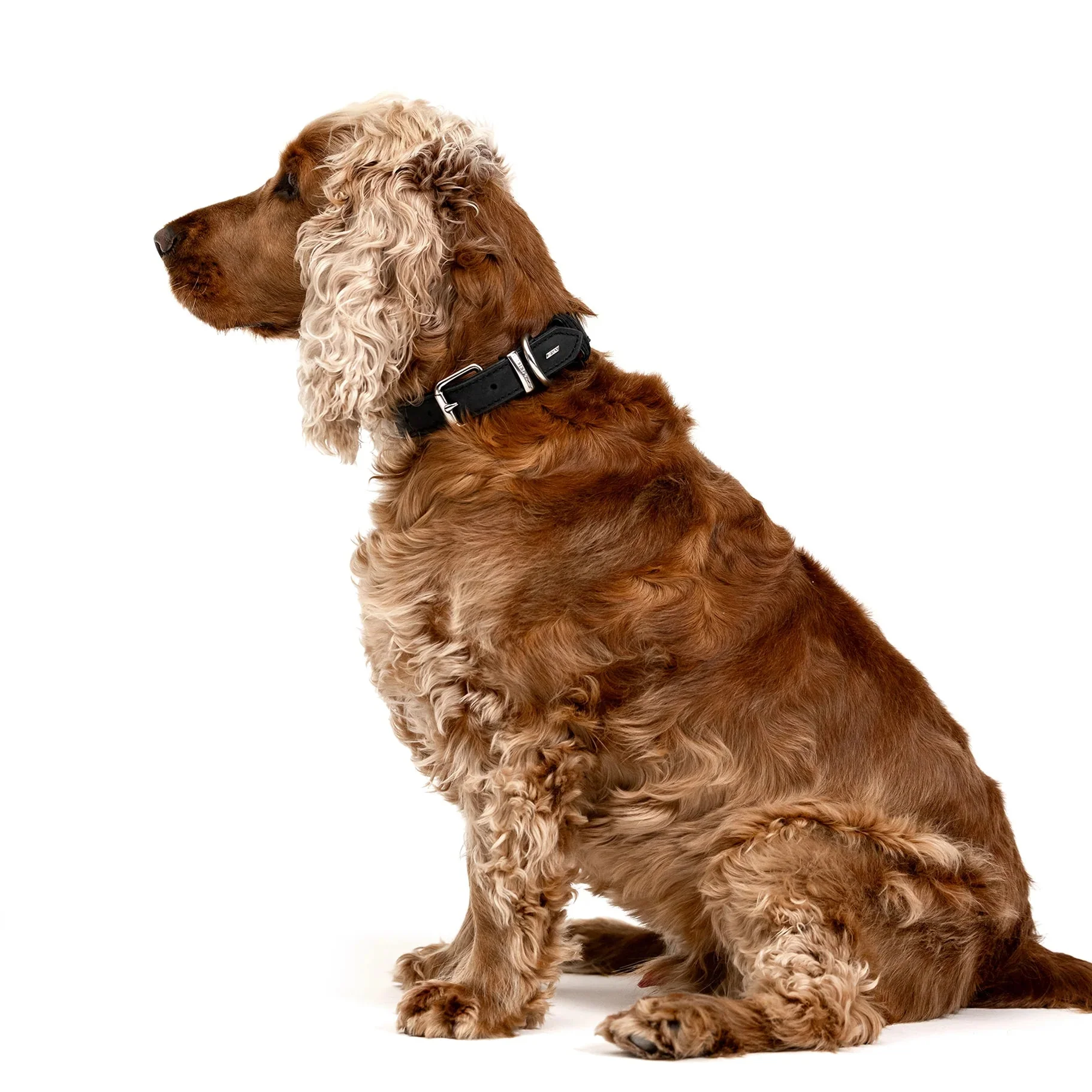 EzyDog Oxford Leather Dog Collar Blonde and Lilac Large - Image 5
