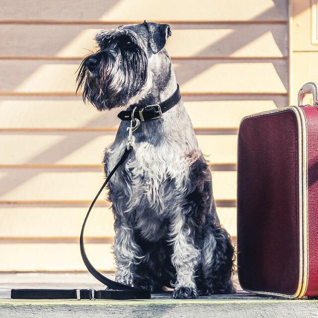 EzyDog Oxford Leather Lite Lead for Small Dogs Brown - Image 3