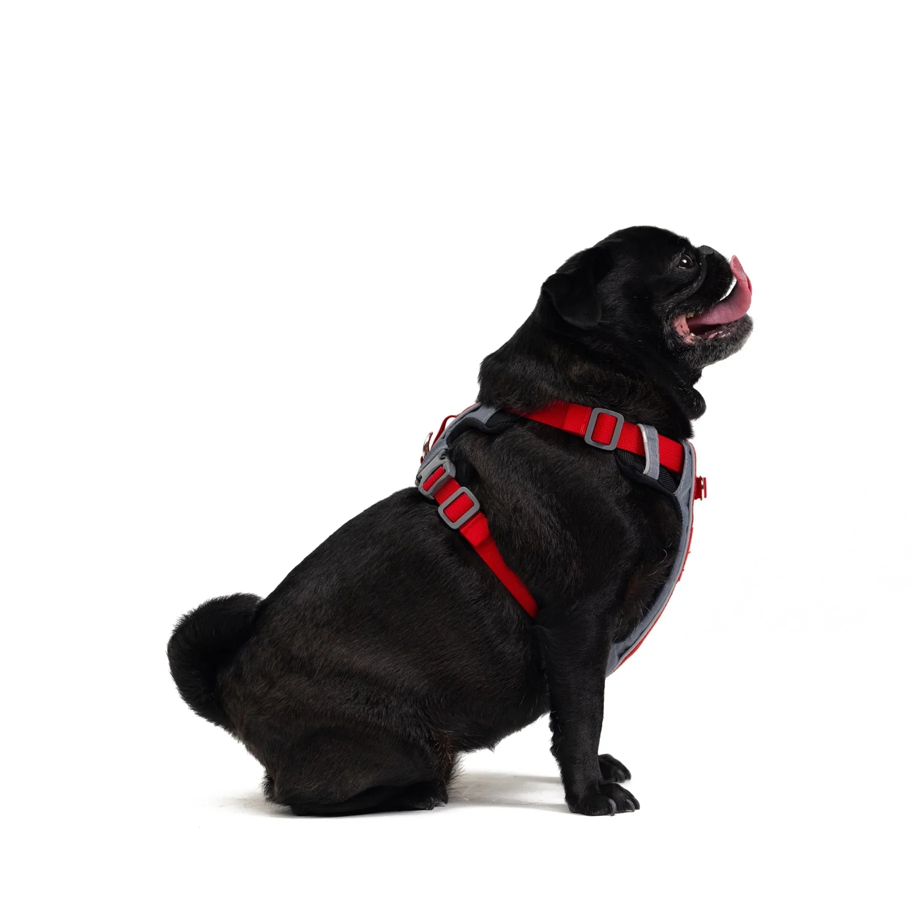 EzyDog X Link Black Dog Harness Large - Image 7