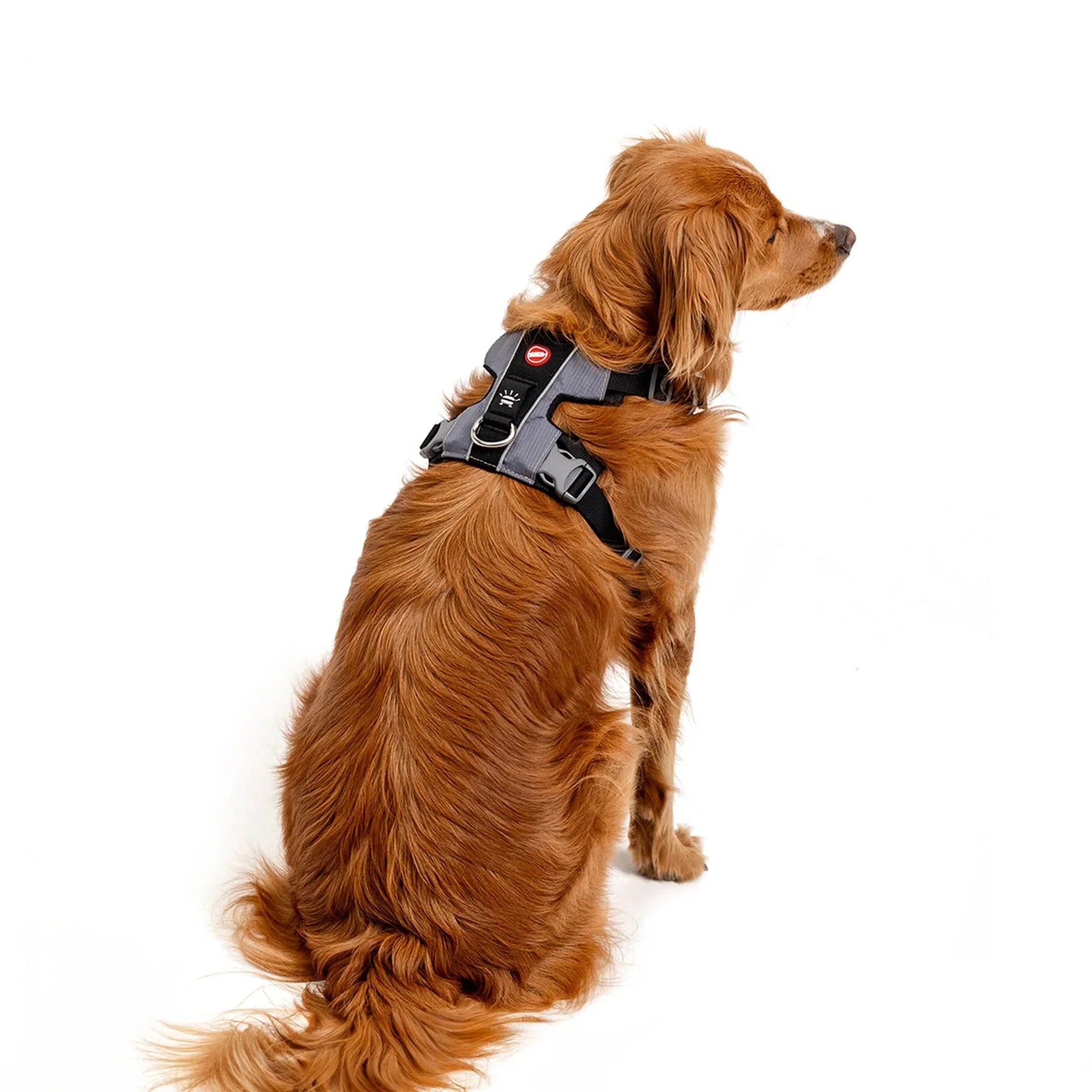 EzyDog X Link Black Dog Harness Medium - Image 7