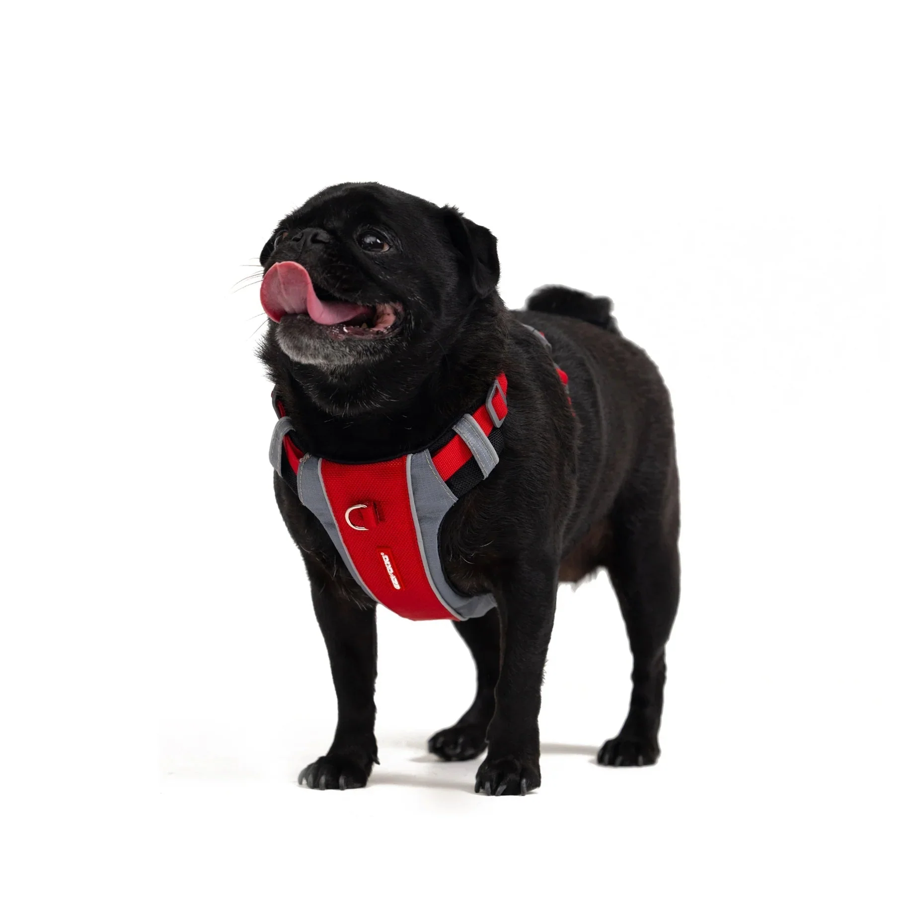 EzyDog X Link Black Dog Harness Small - Image 3