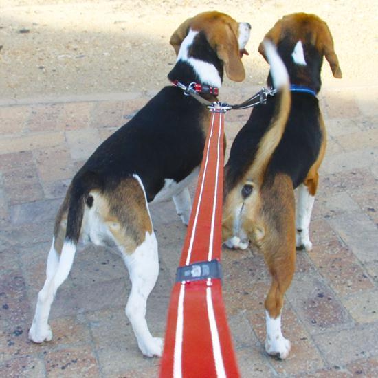 Rogz Specialty Large Dog Lead Splitter Black - Image 3