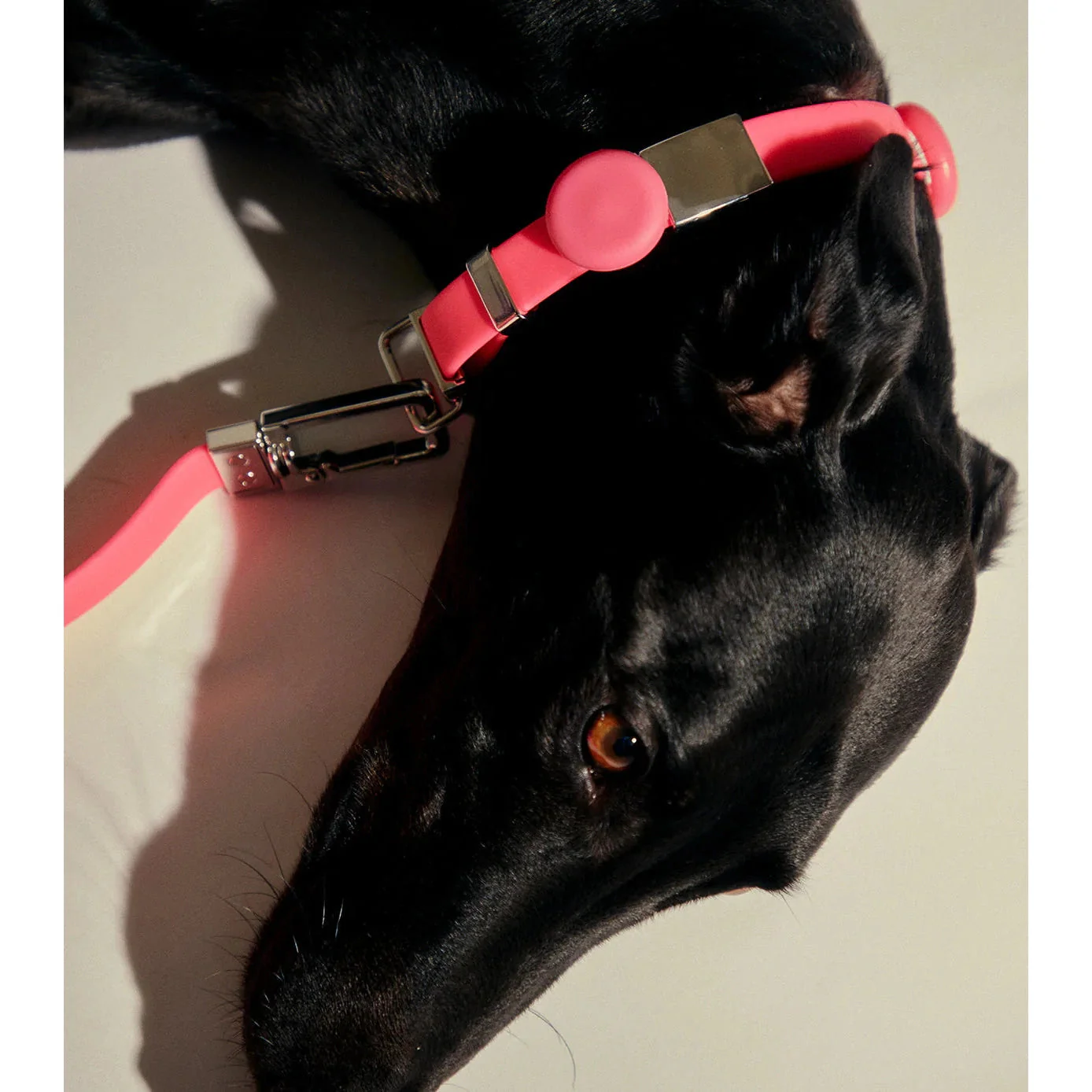 frank green Blushed Dog Safety Light Medium - Image 3