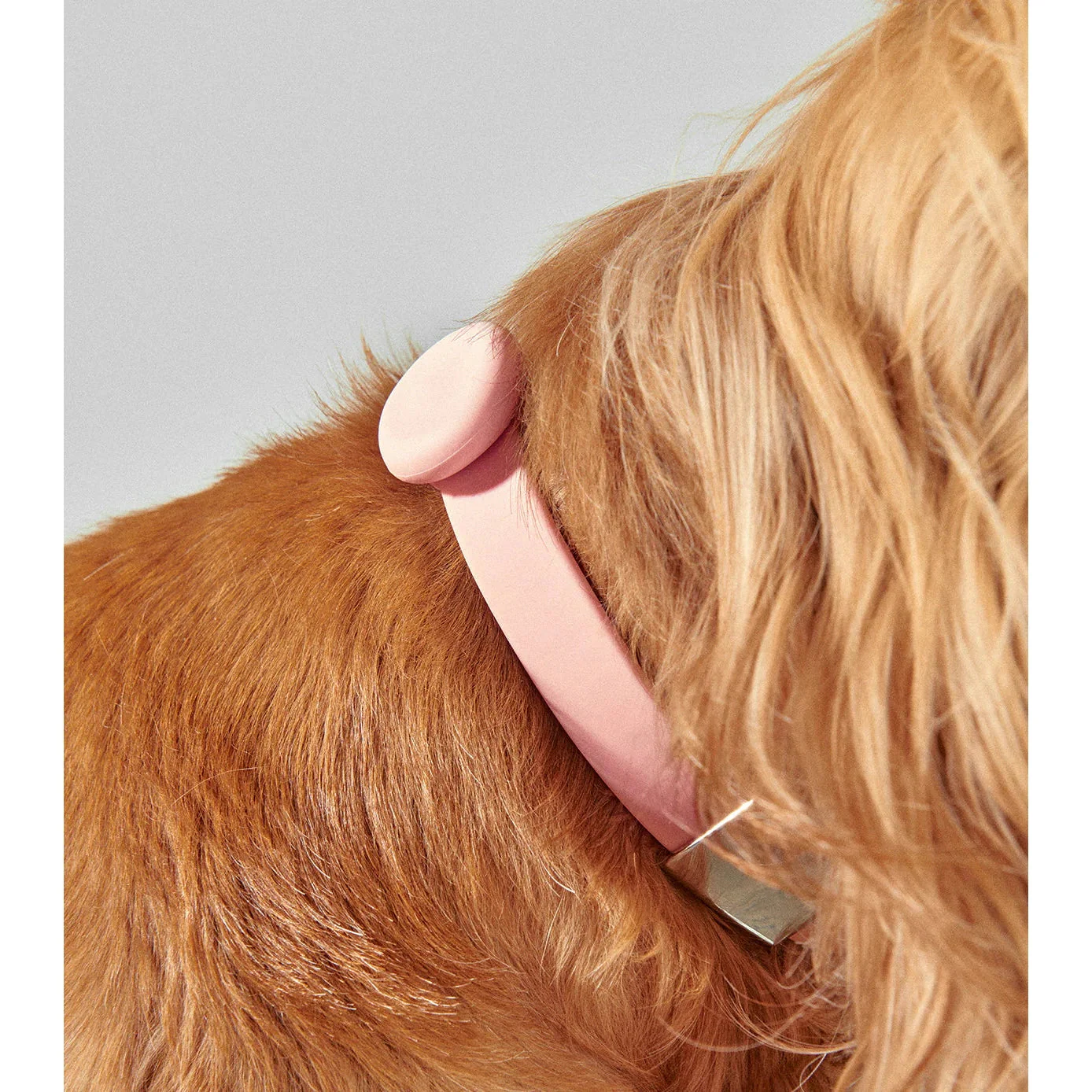 frank green Blushed Dog Safety Light Medium - Image 4