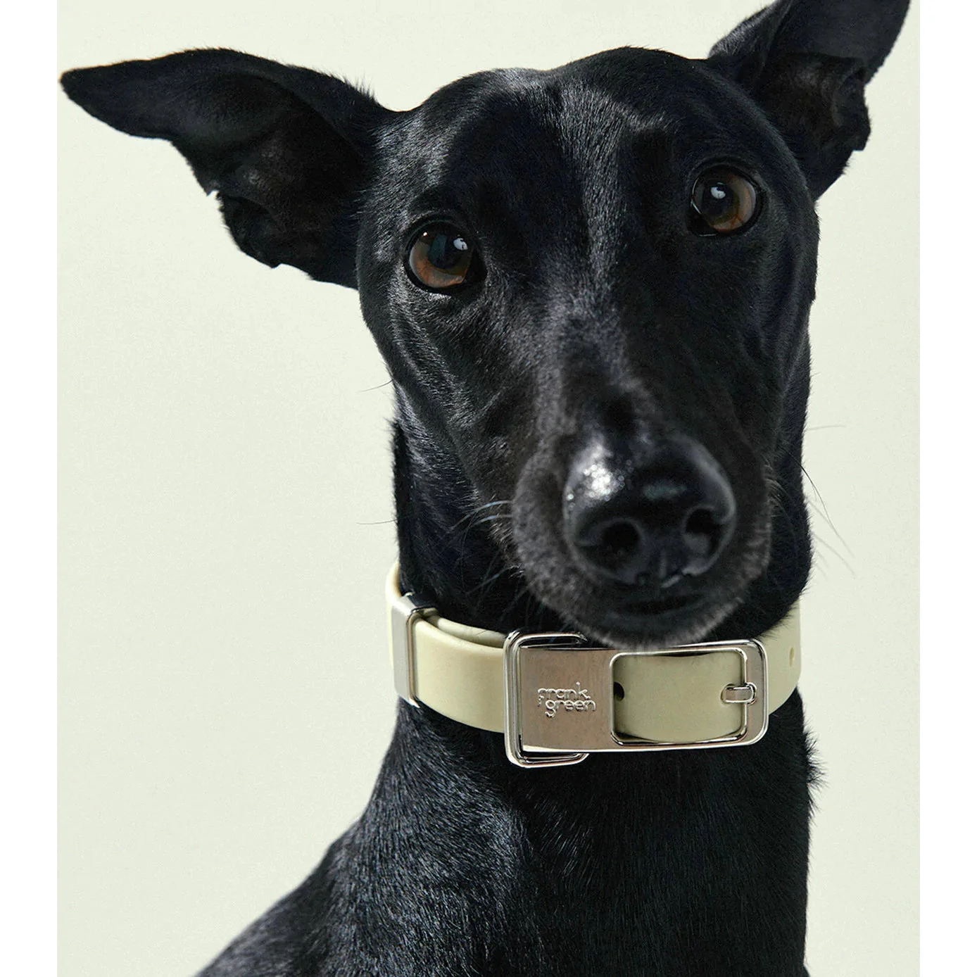 frank green Khaki Dog Collar and Tag Large - Image 3