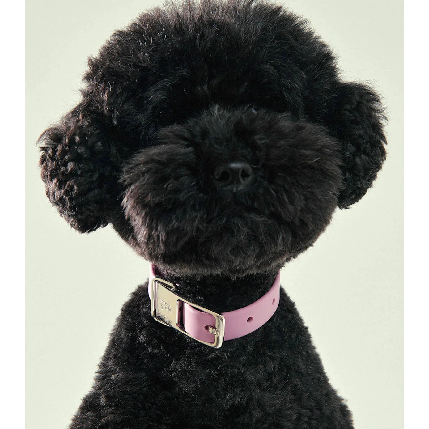 frank green Khaki Dog Collar and Tag Large - Image 4