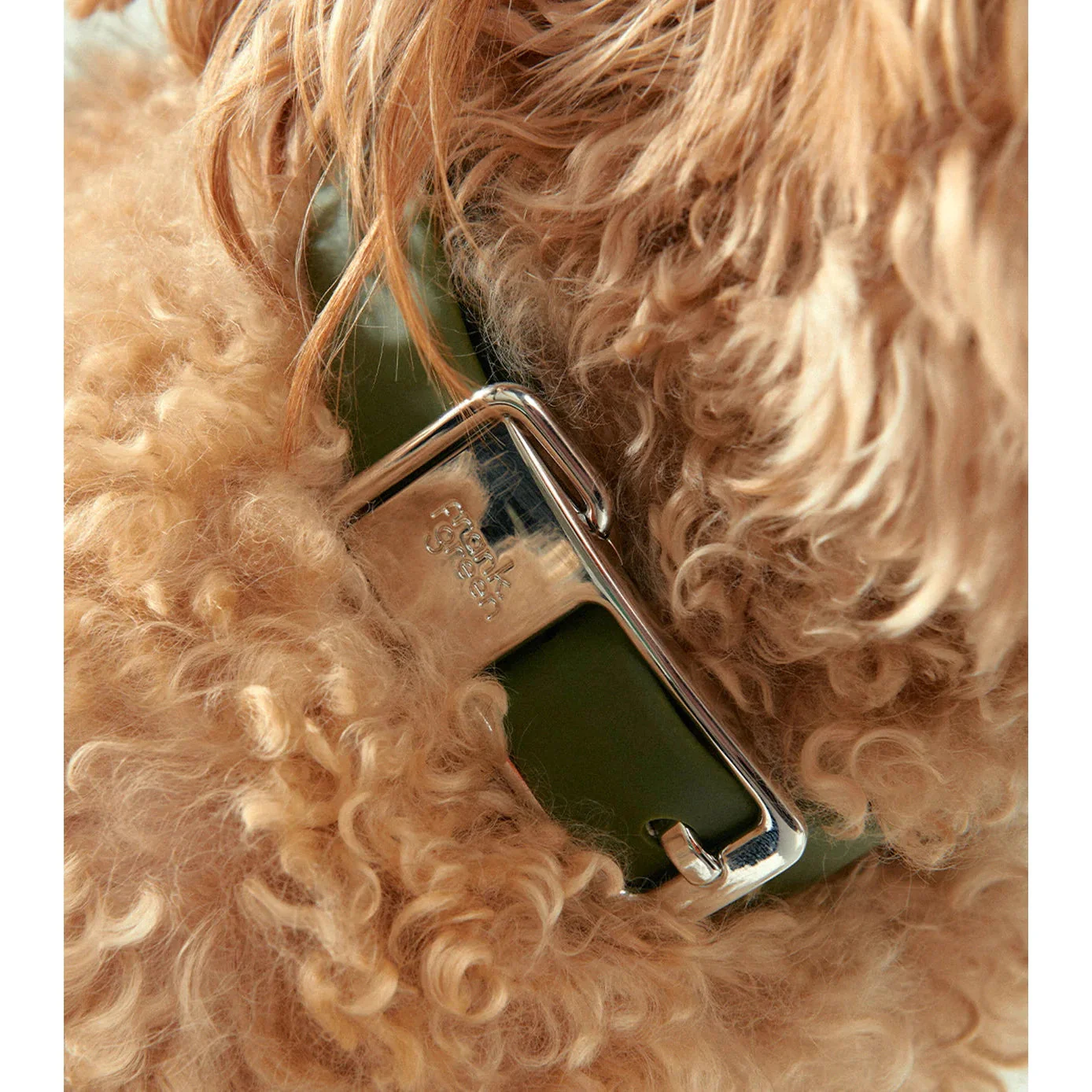 frank green Khaki Dog Collar and Tag Small - Image 2