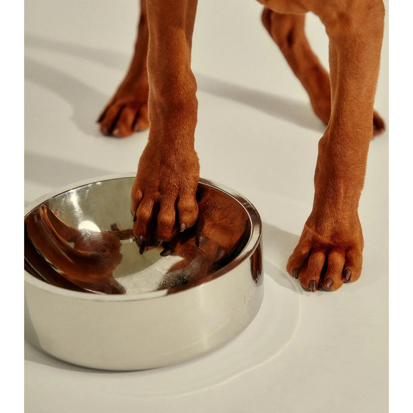 frank green Stainless Steel Dog Bowl Small - Image 2