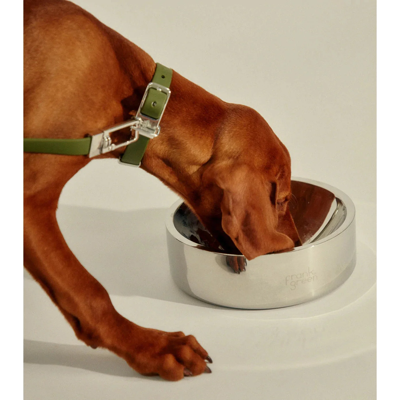 frank green Stainless Steel Dog Bowl Small - Image 3