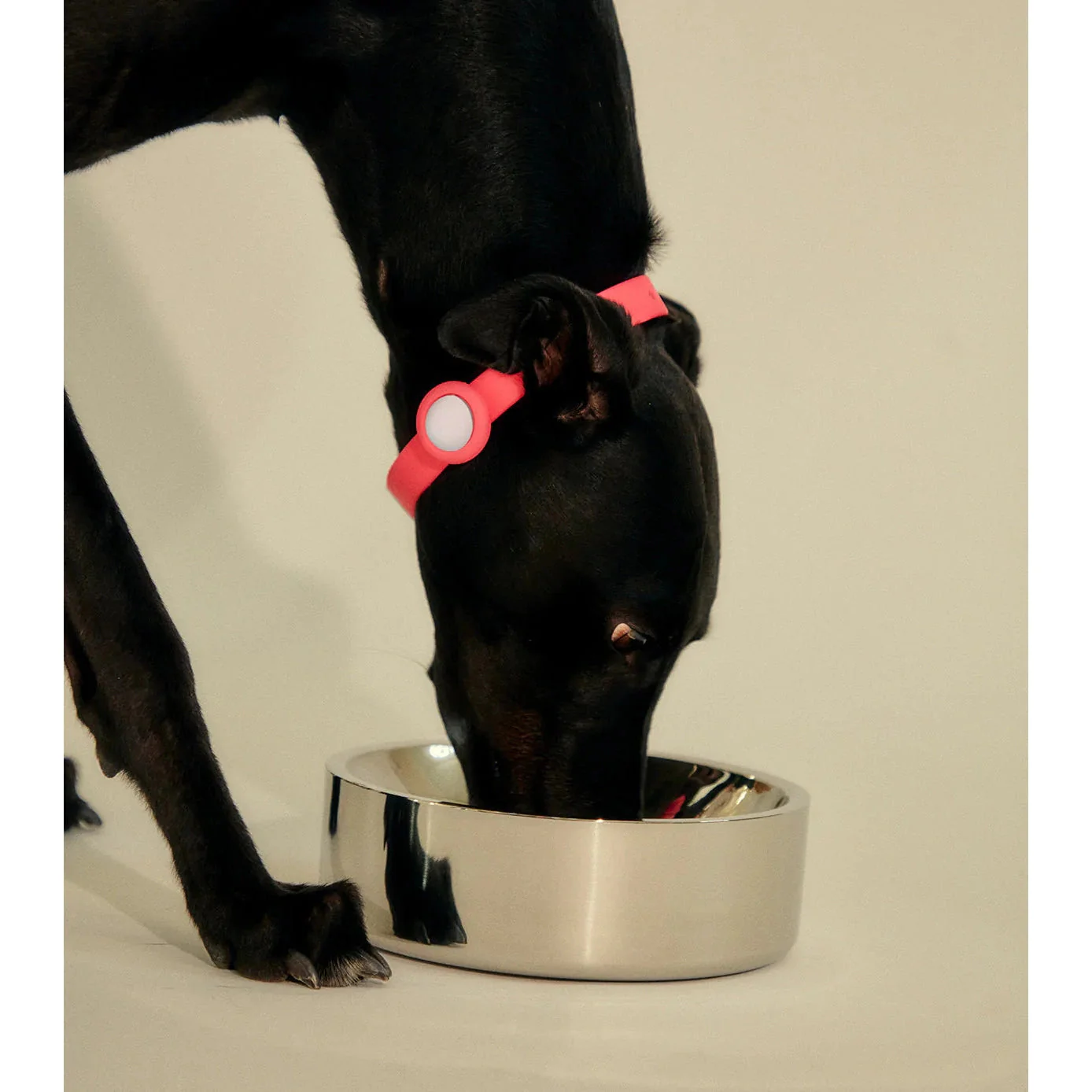 frank green Stainless Steel Dog Bowl Small - Image 5
