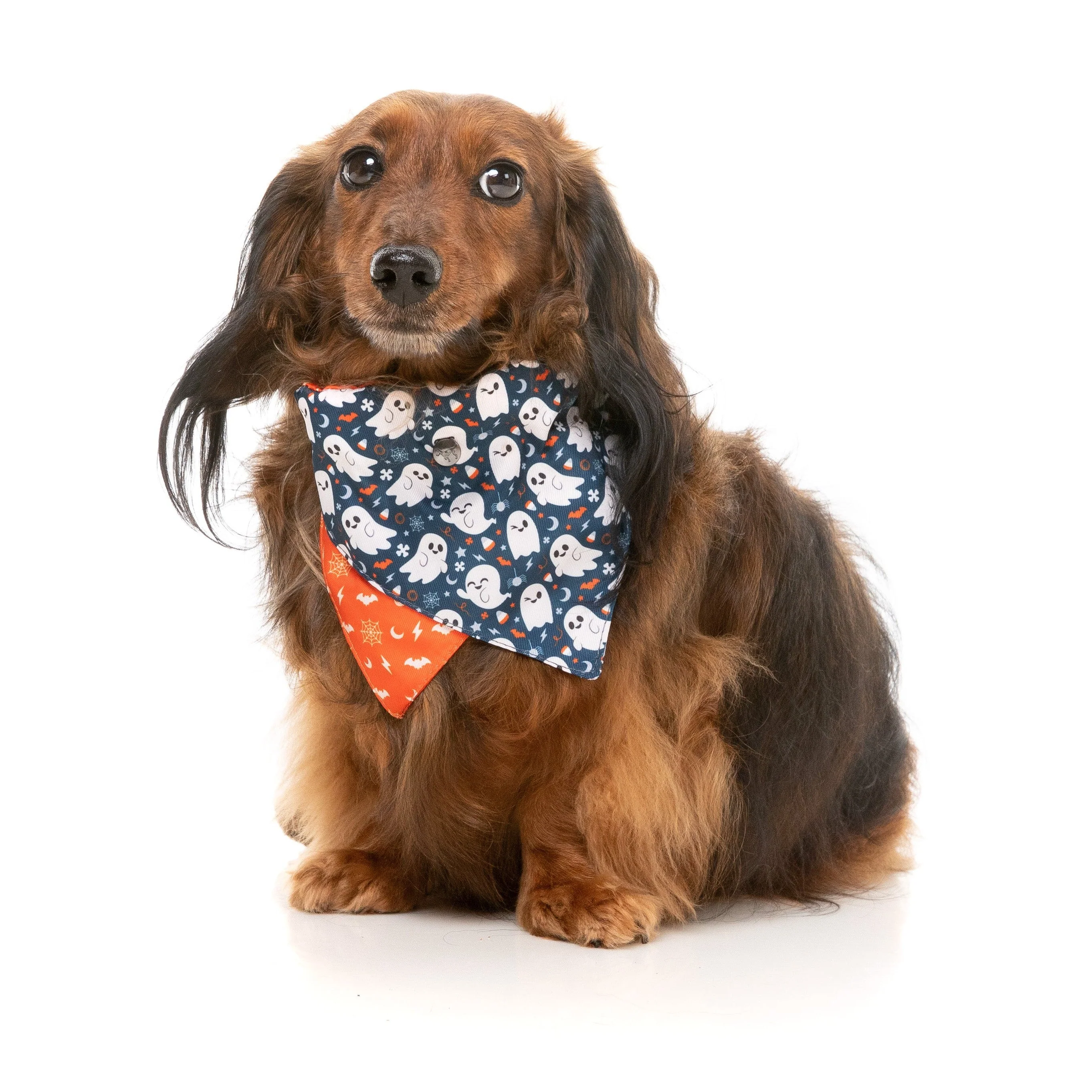 FuzzYard Halloween Bandana and Bow Tie Set Thats the Spirit for Medium to Large Size Dogs*** - Image 7