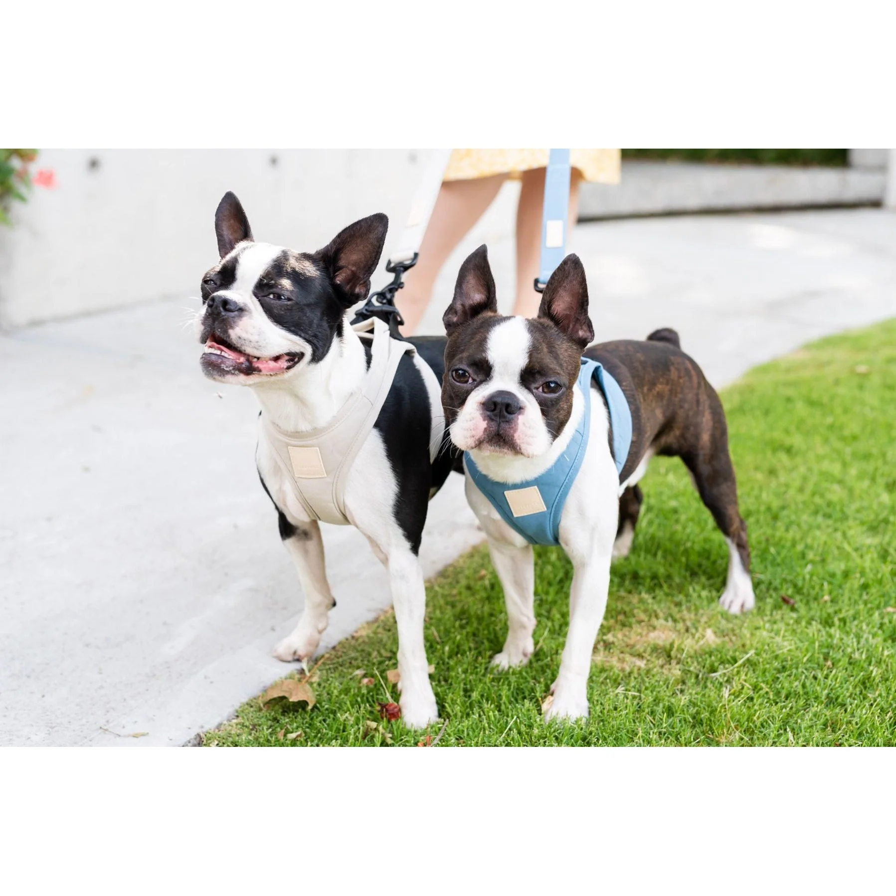 FuzzYard Life Step In Dog Harness French Blue Extra Large - Image 3