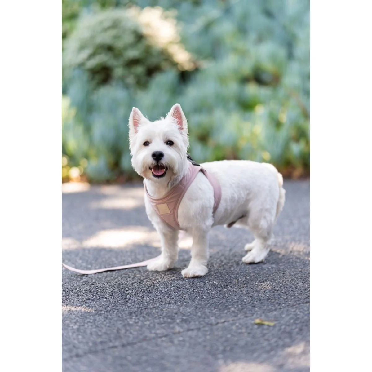 FuzzYard Life Step In Dog Harness Soft Blush Extra Small - Image 3