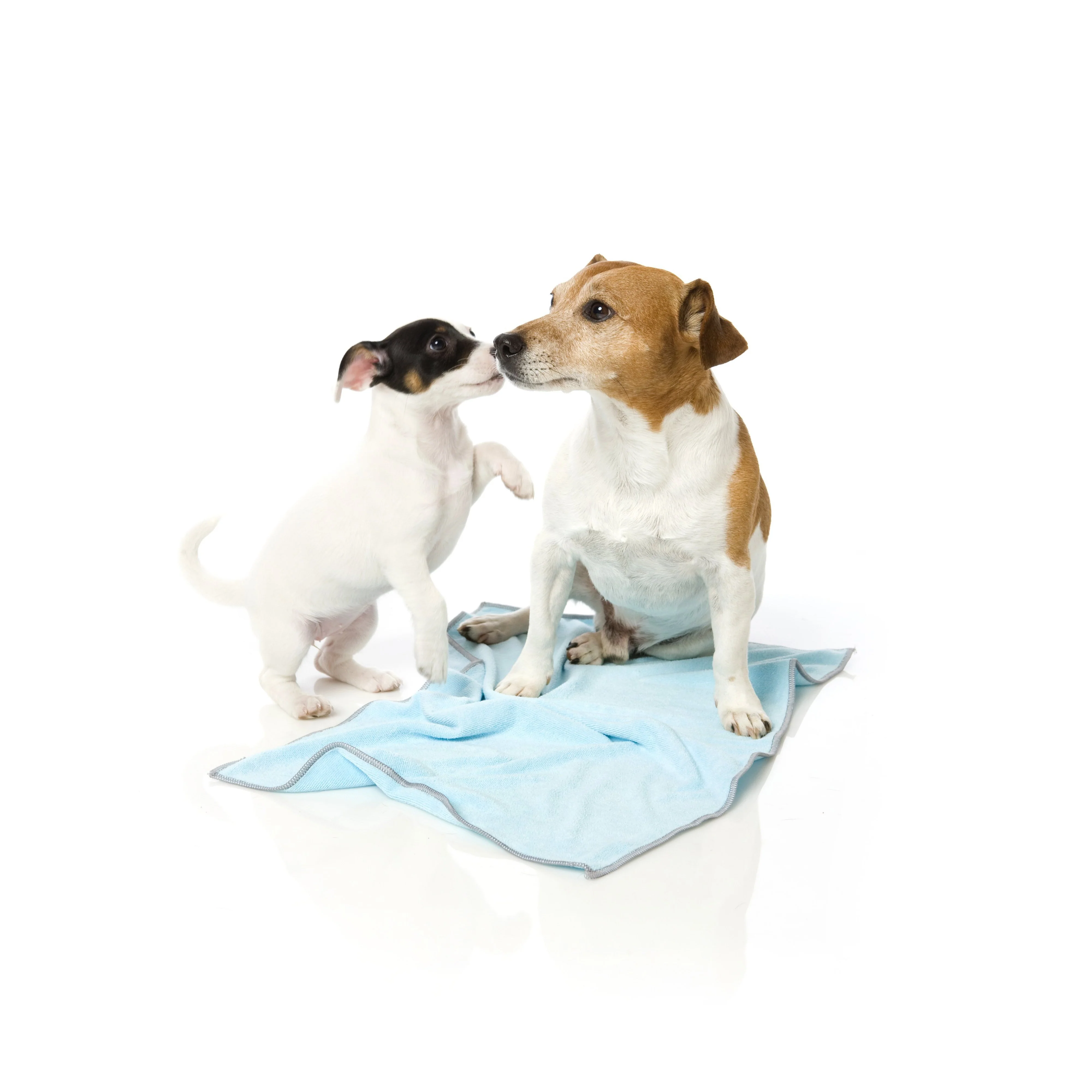 FuzzYard Microfibre Puppy Drying Towel Blue with Grey Trim - Image 2