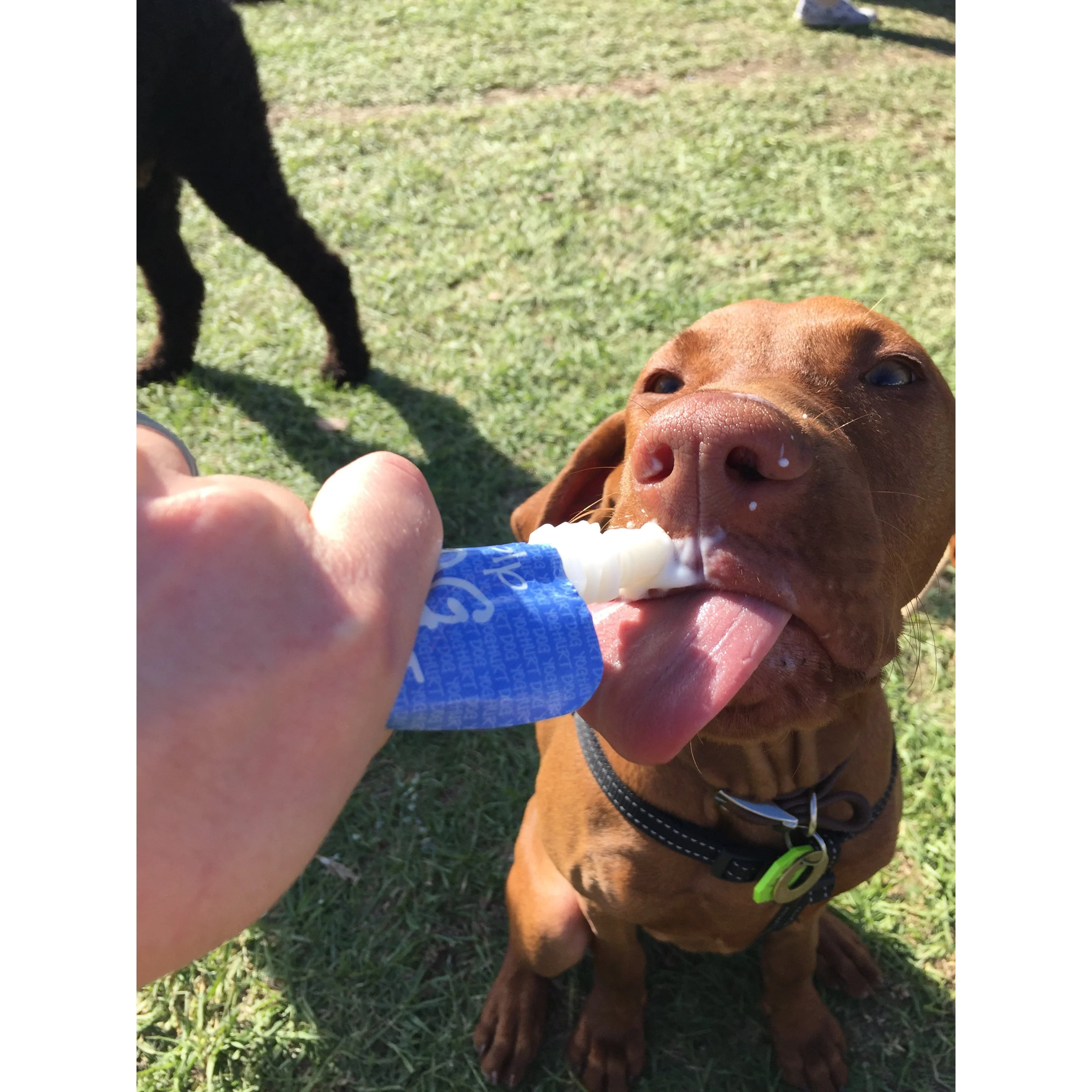 Golp Yoghurt Pouch for Dogs 70g - Image 3
