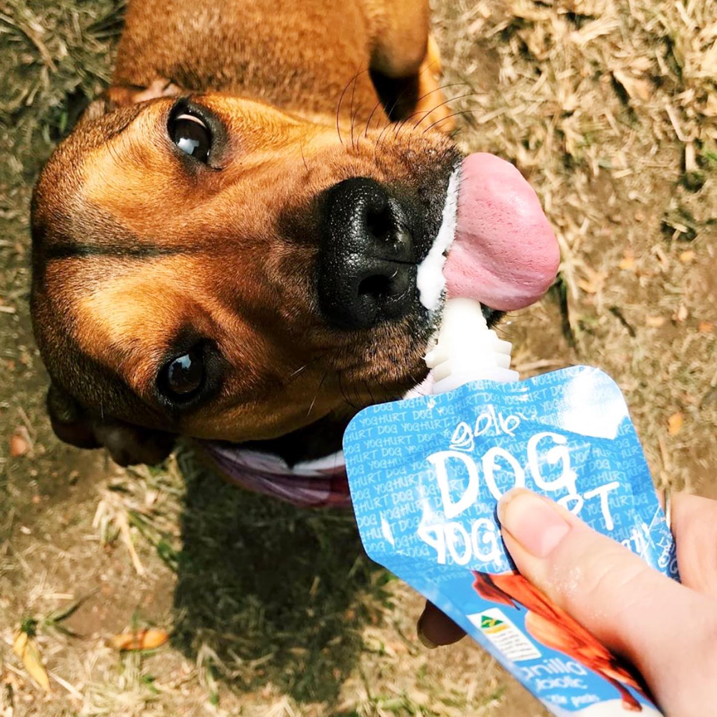 Golp Yoghurt Pouch for Dogs 70g - Image 5