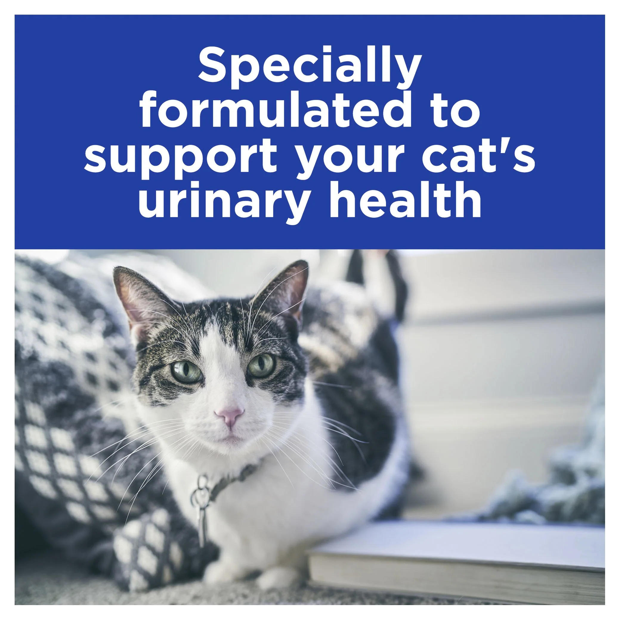 Hills Prescription Diet Cat c/d Multicare Urinary Care Chicken Wet Food Pouches 85g x 12 - Image 5
