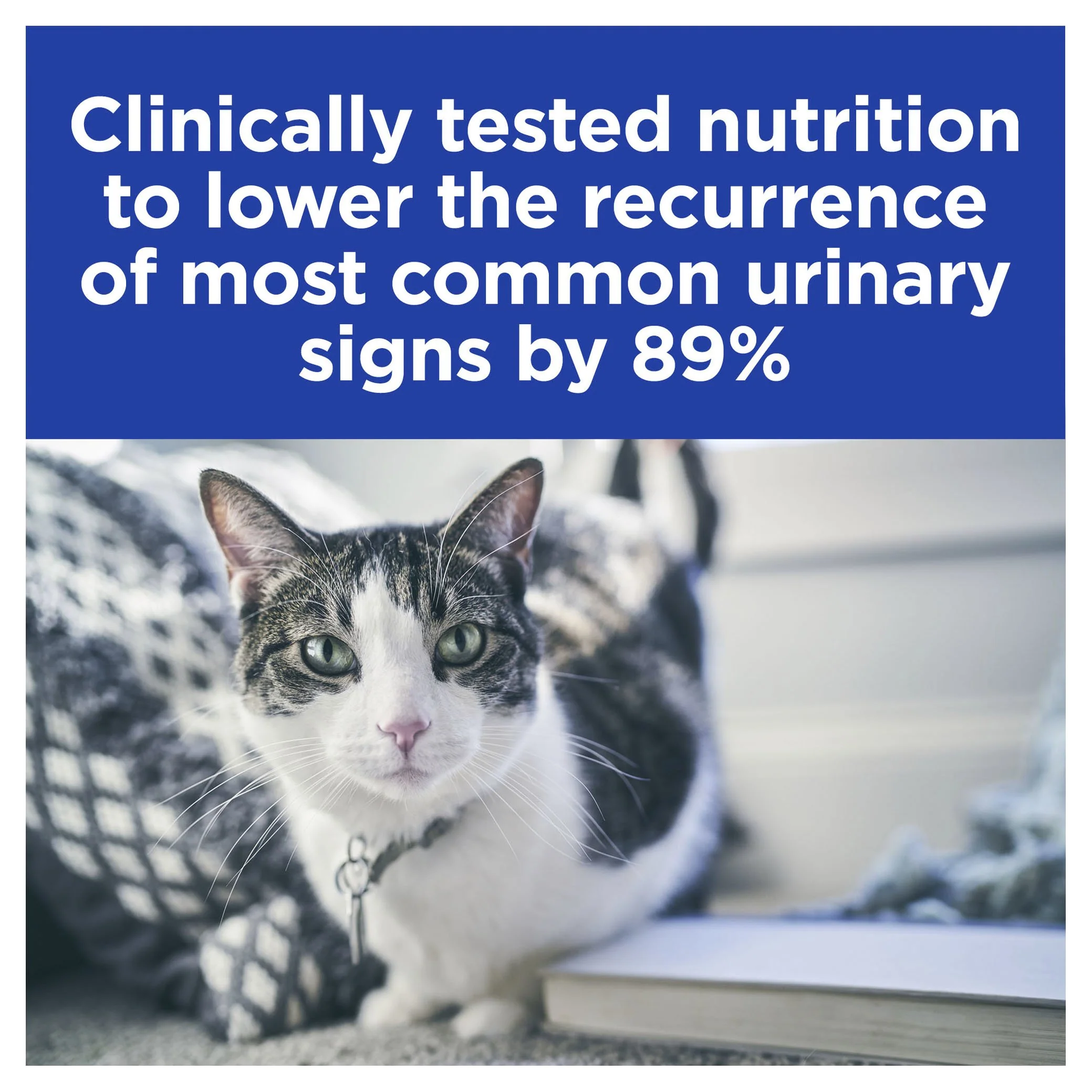 Hills Prescription Diet Cat c/d Multicare Urinary Care Stress Chicken and Vegetable Stew Wet Food 82g - Image 2