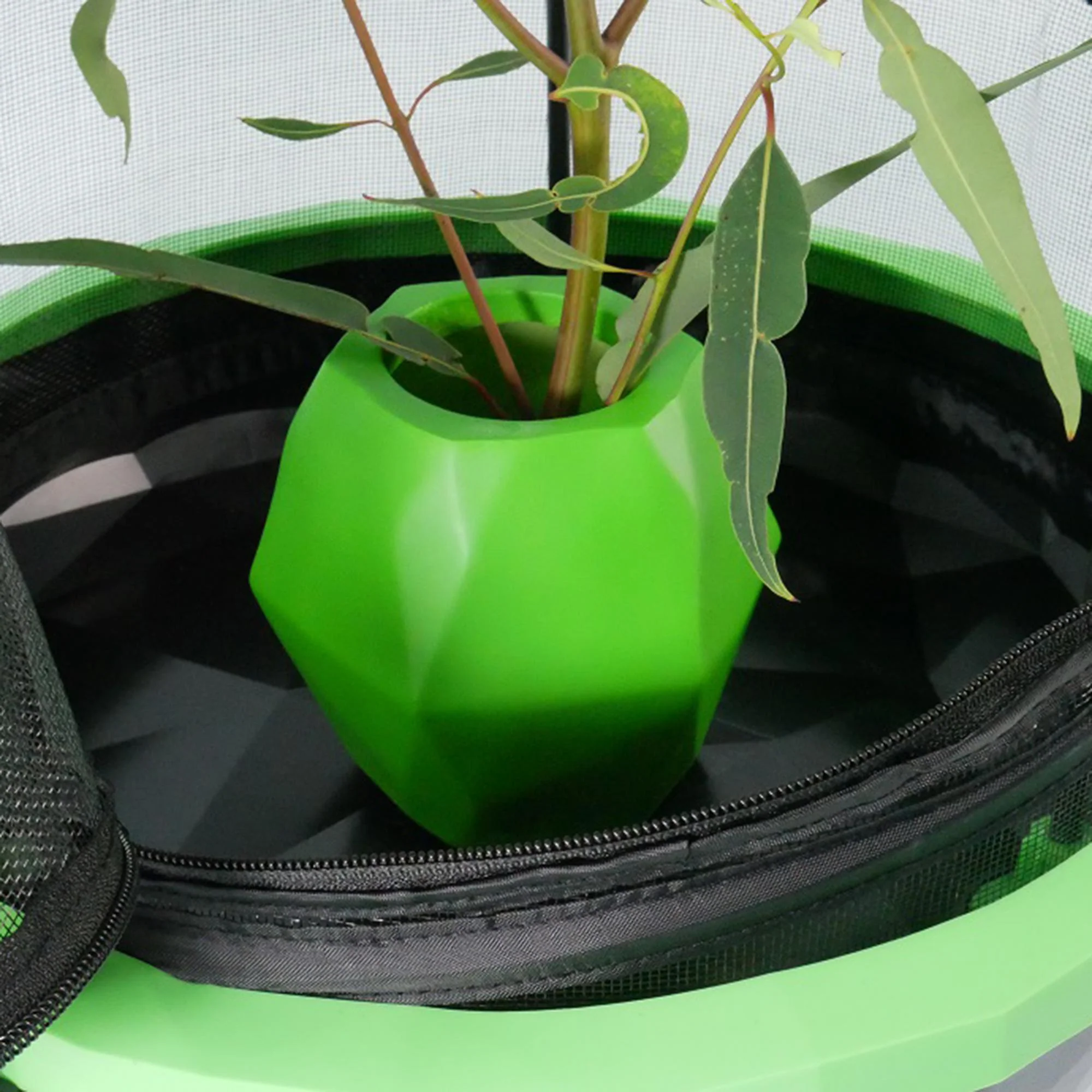 Insectimo Stick Insect Branch Jar - Image 5