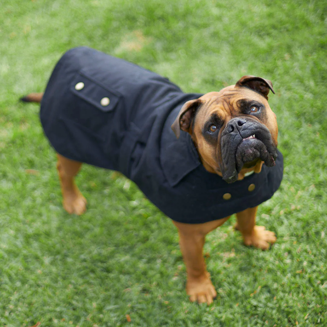 Kazoo Apparel Oilskin Dog Coat Black Extra Large 66cm - Image 4