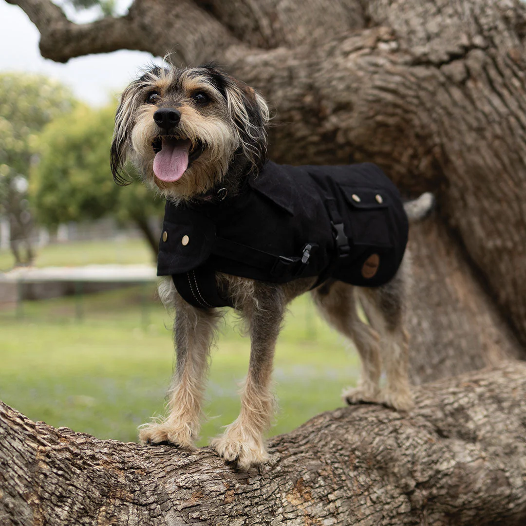 Kazoo Apparel Oilskin Dog Coat Black Medium 46.5cm - Image 5