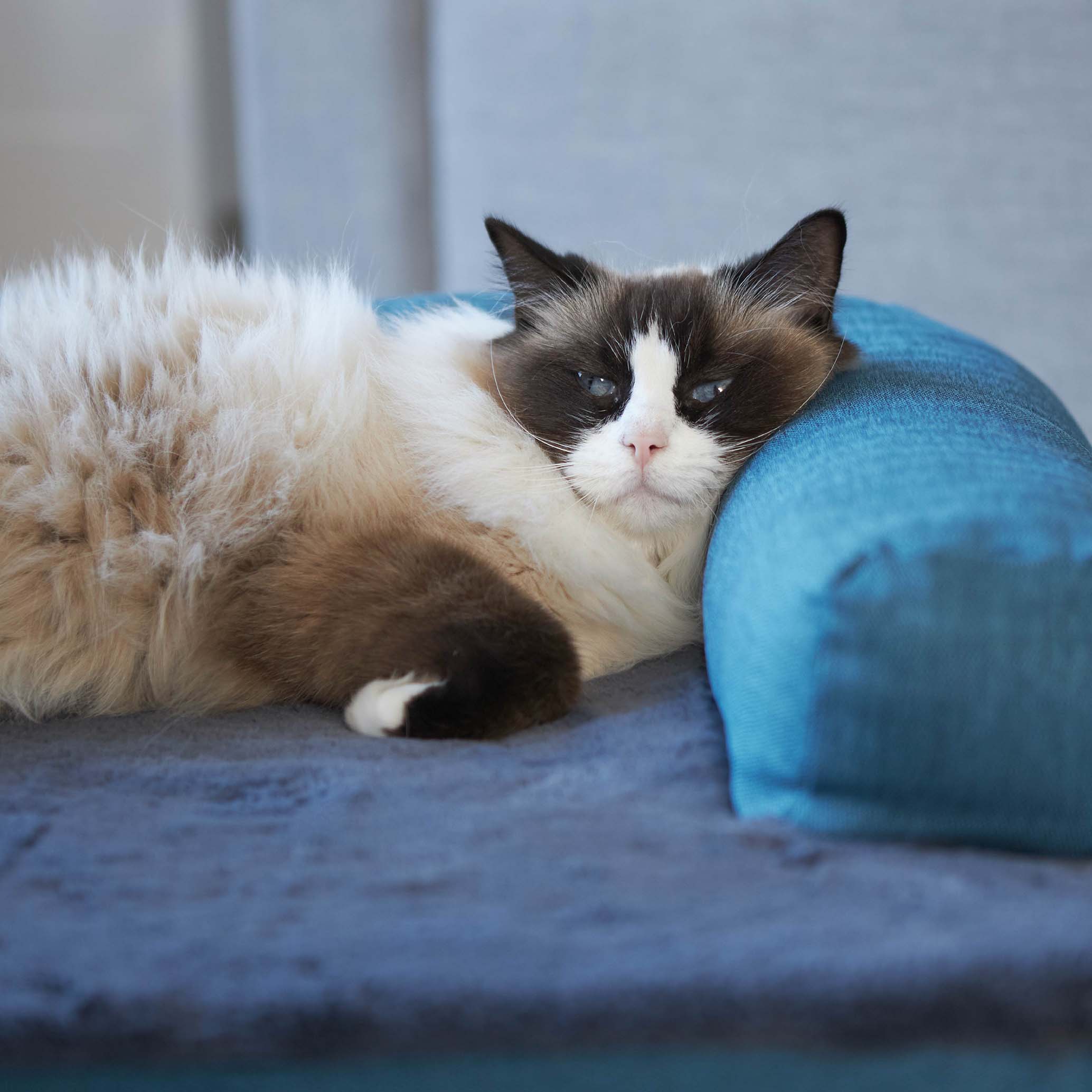 Kazoo Boudoir Large Teal Dog Bed - Image 5