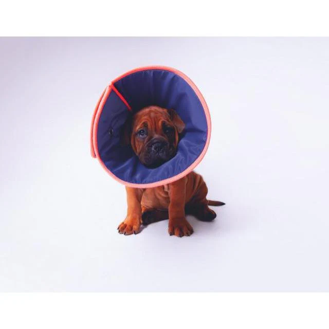 Kazoo Comfy Soft Vet Collar Size 1 Small - Image 2