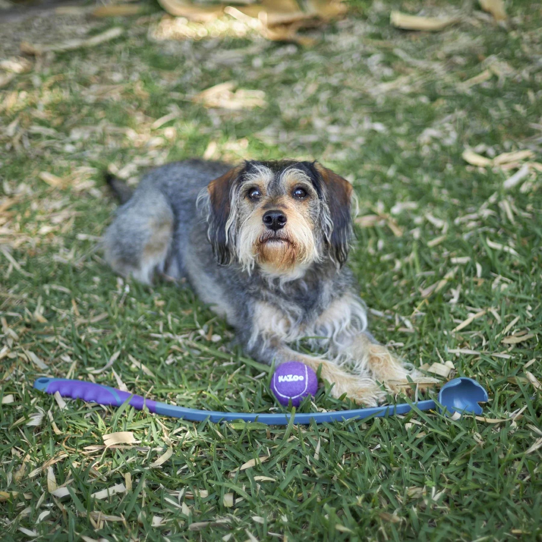 Kazoo Eco Friendly Ball Thrower Dog Toy Medium - Image 3