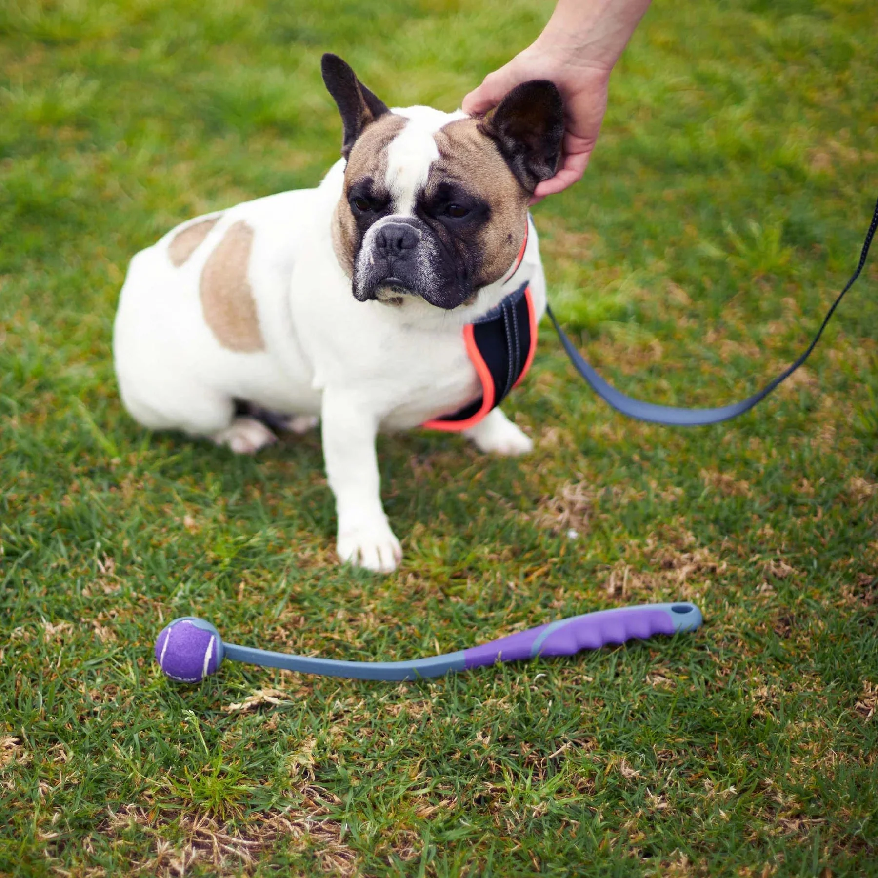 Kazoo Eco Friendly Ball Thrower Dog Toy Small - Image 3