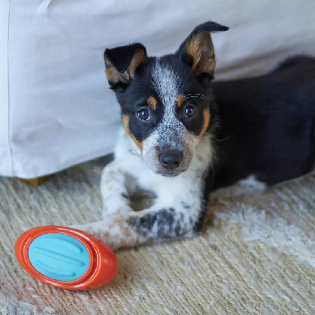 Kazoo Extreme Play Tough Footy Dog Toy Medium - Image 3