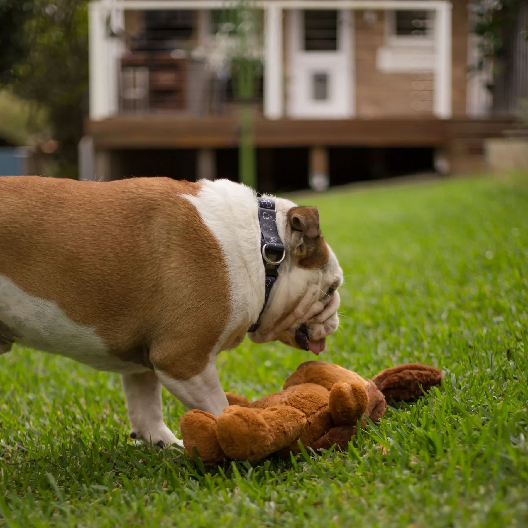 Kazoo Furries Long Ears Dog Small Dog Toy - Image 3