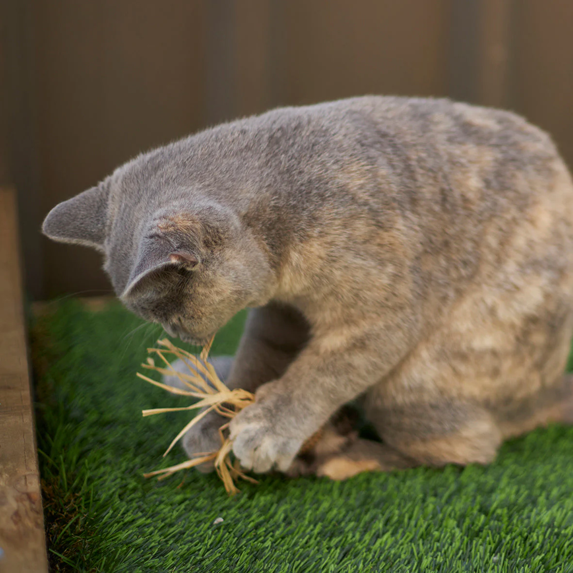 Kazoo Hooty Owl Cat Toy - Image 4