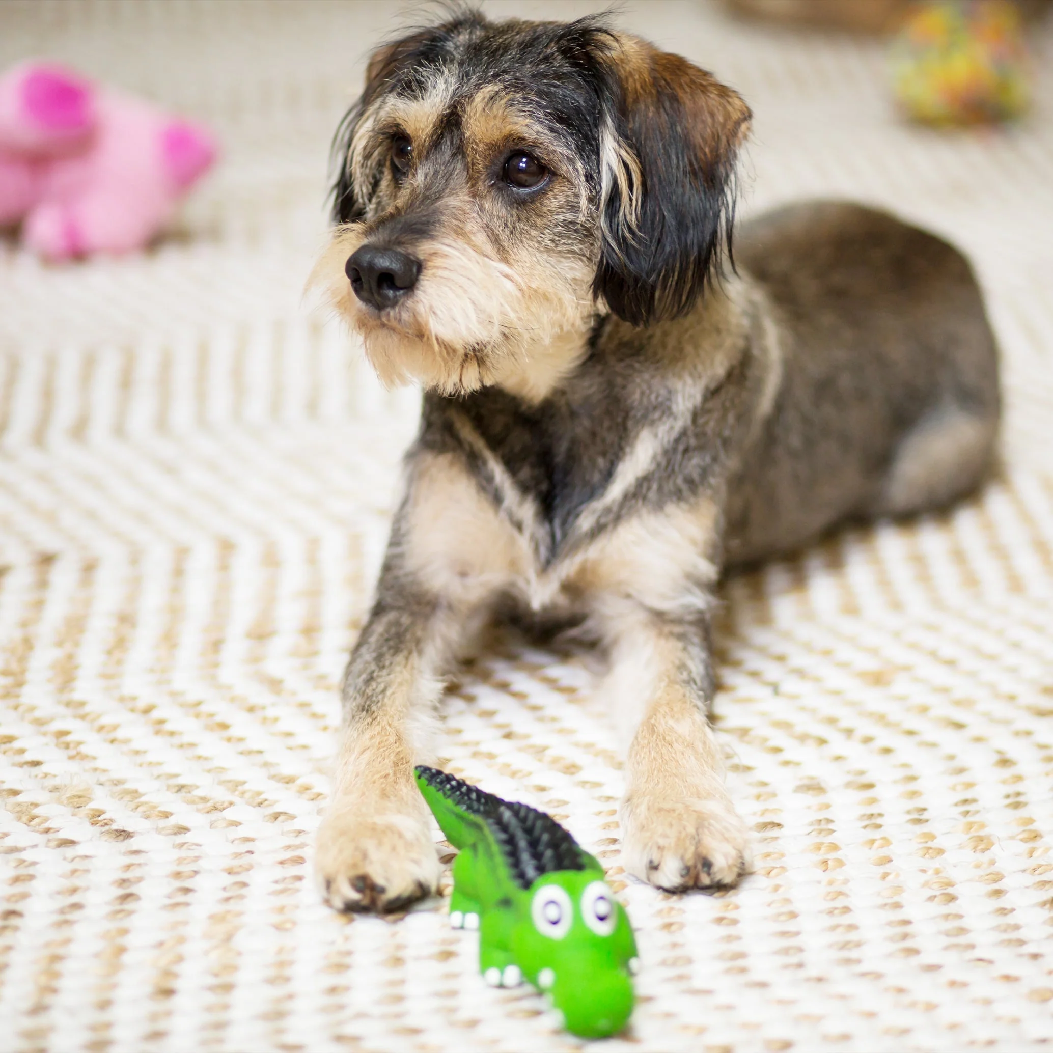 Kazoo Cool Crocodile Medium Dog Toy - Image 3