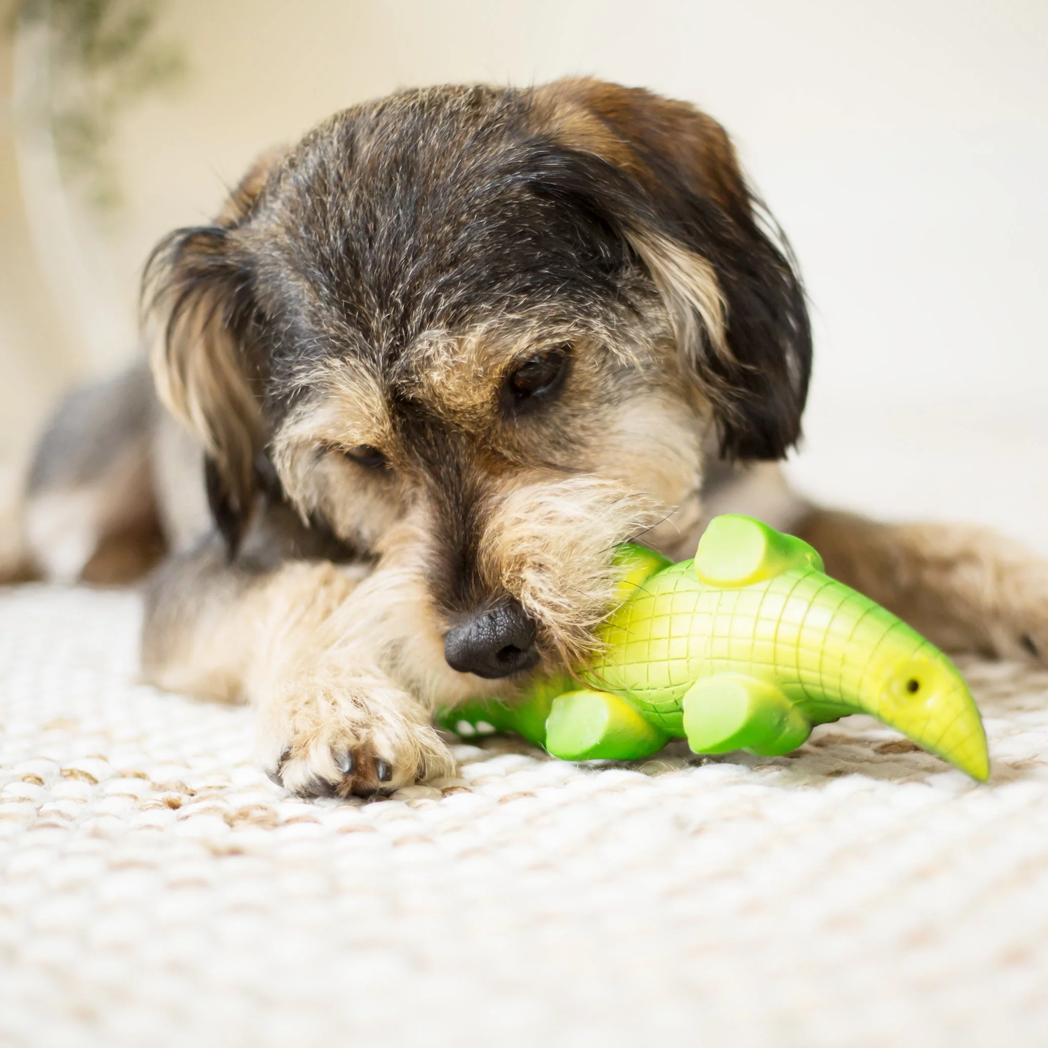 Kazoo Cool Crocodile Medium Dog Toy - Image 5