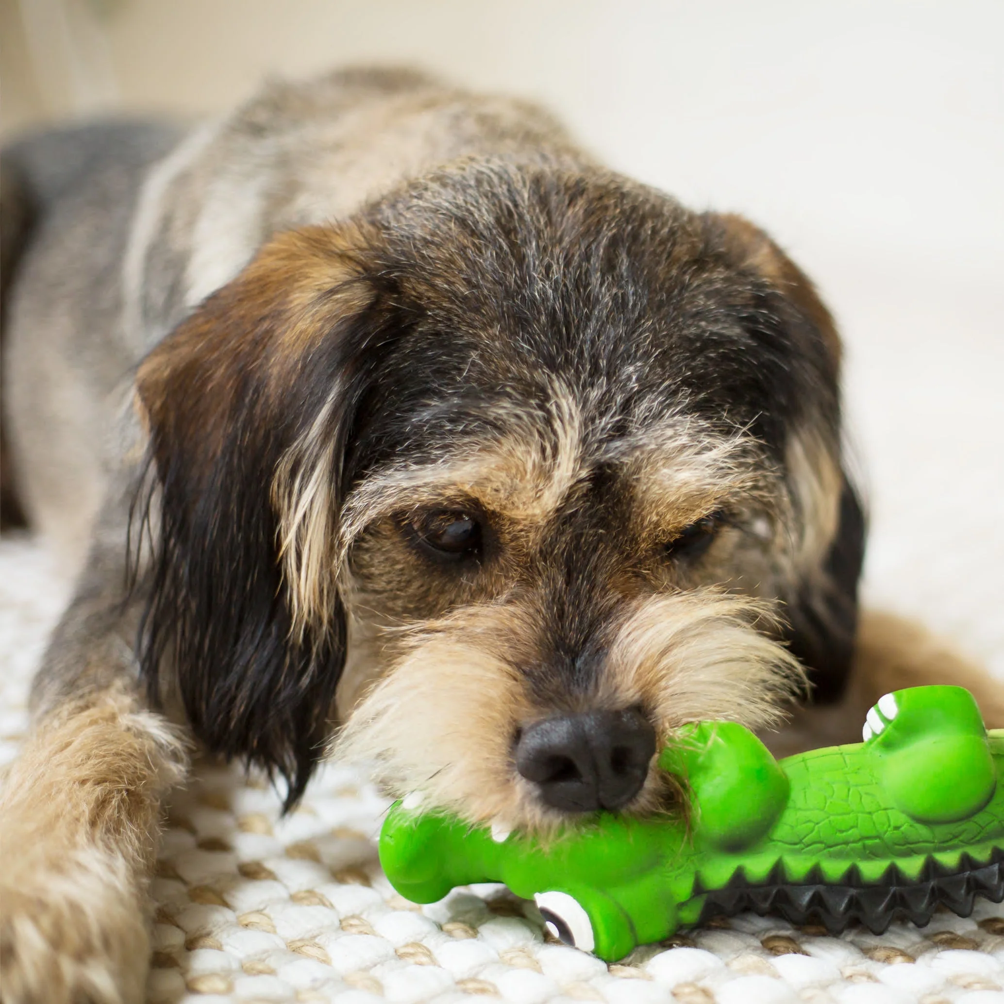 Kazoo Cool Crocodile Medium Dog Toy - Image 6