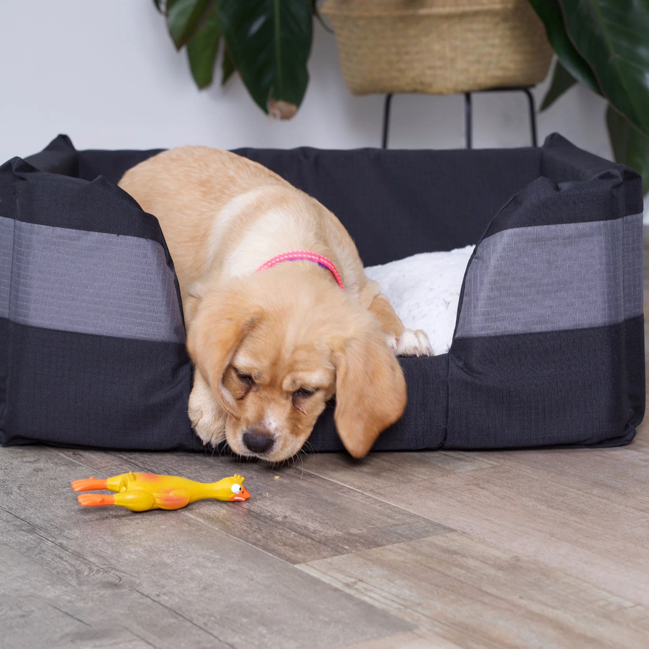 Kazoo Dozy Duck Large Dog Toy - Image 4