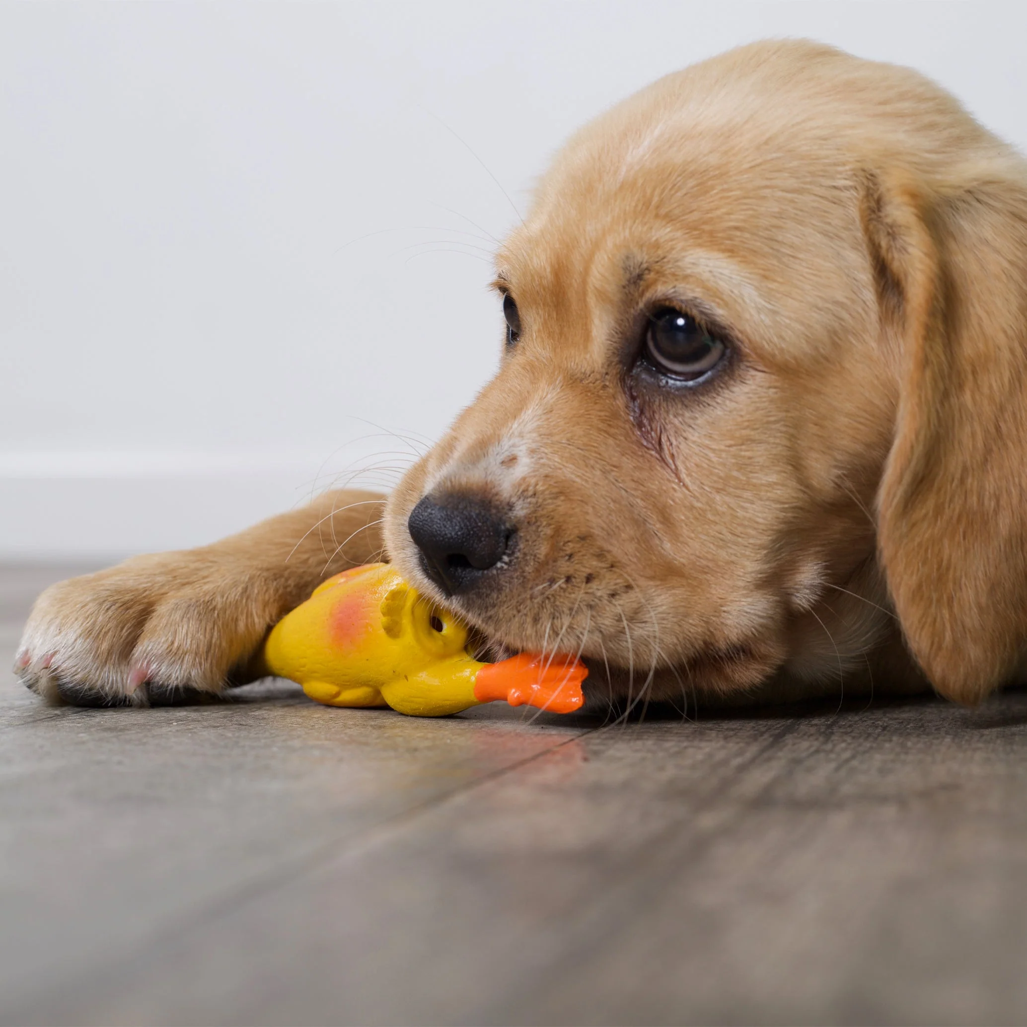 Kazoo Dozy Duck Medium Dog Toy - Image 2