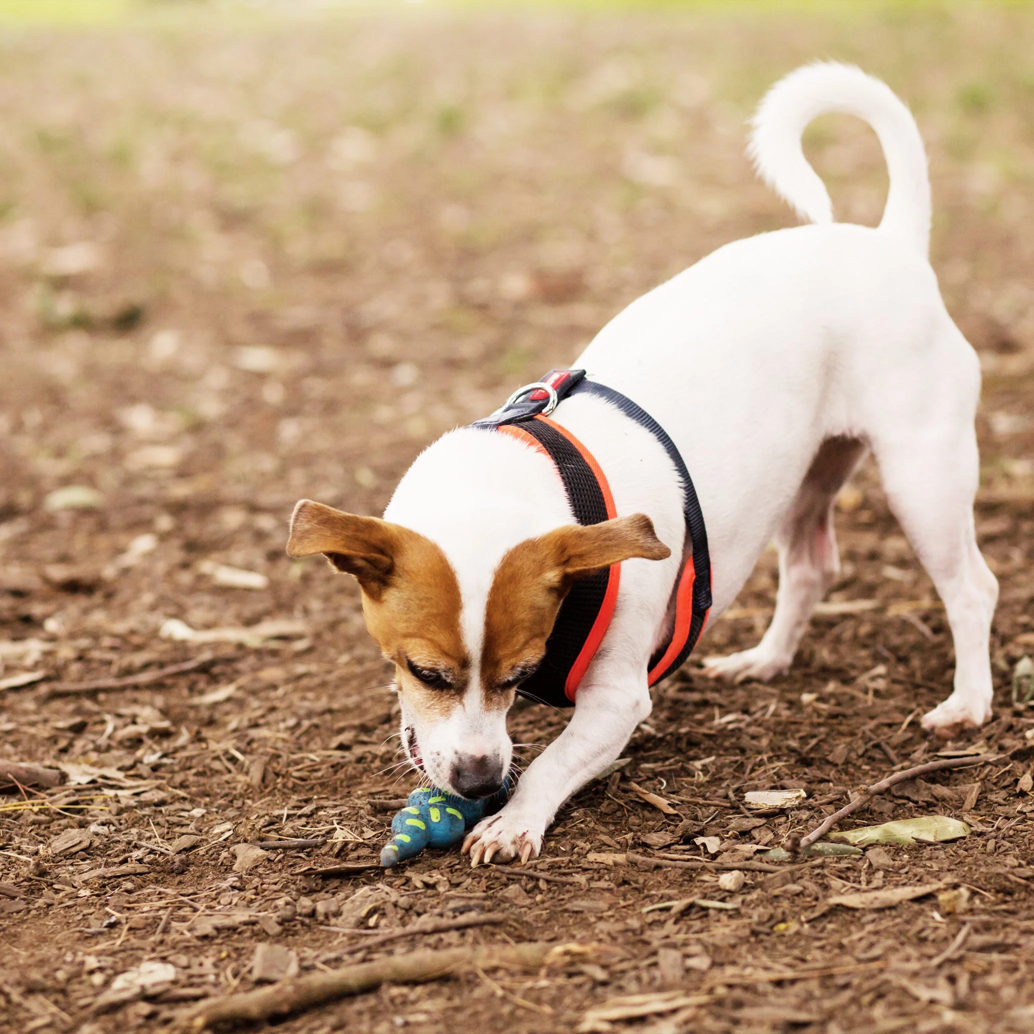 Kazoo Sneaky Snake Medium Dog Toy - Image 2