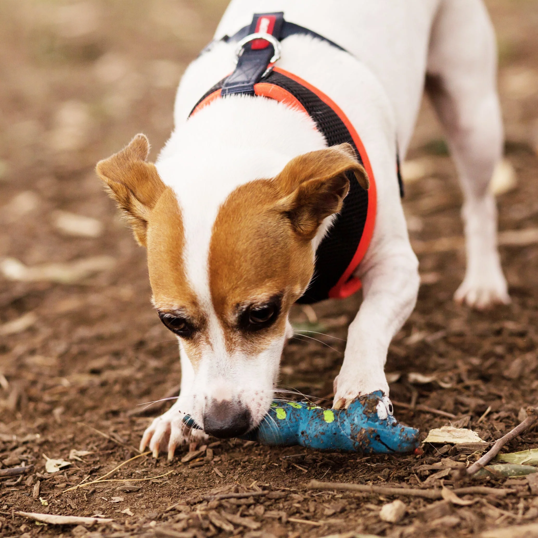 Kazoo Sneaky Snake Medium Dog Toy - Image 4