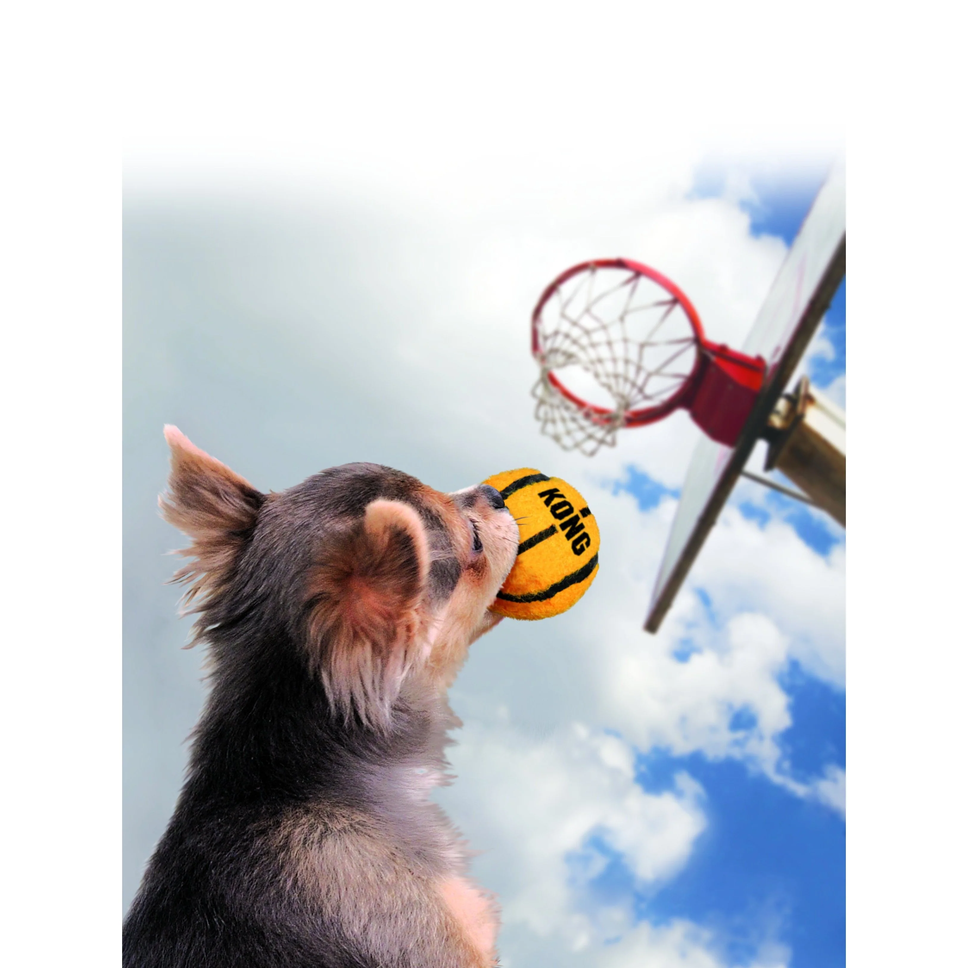 KONG Airdog Sport Balls Dog Toy Assorted 2 Pack Large - Image 2