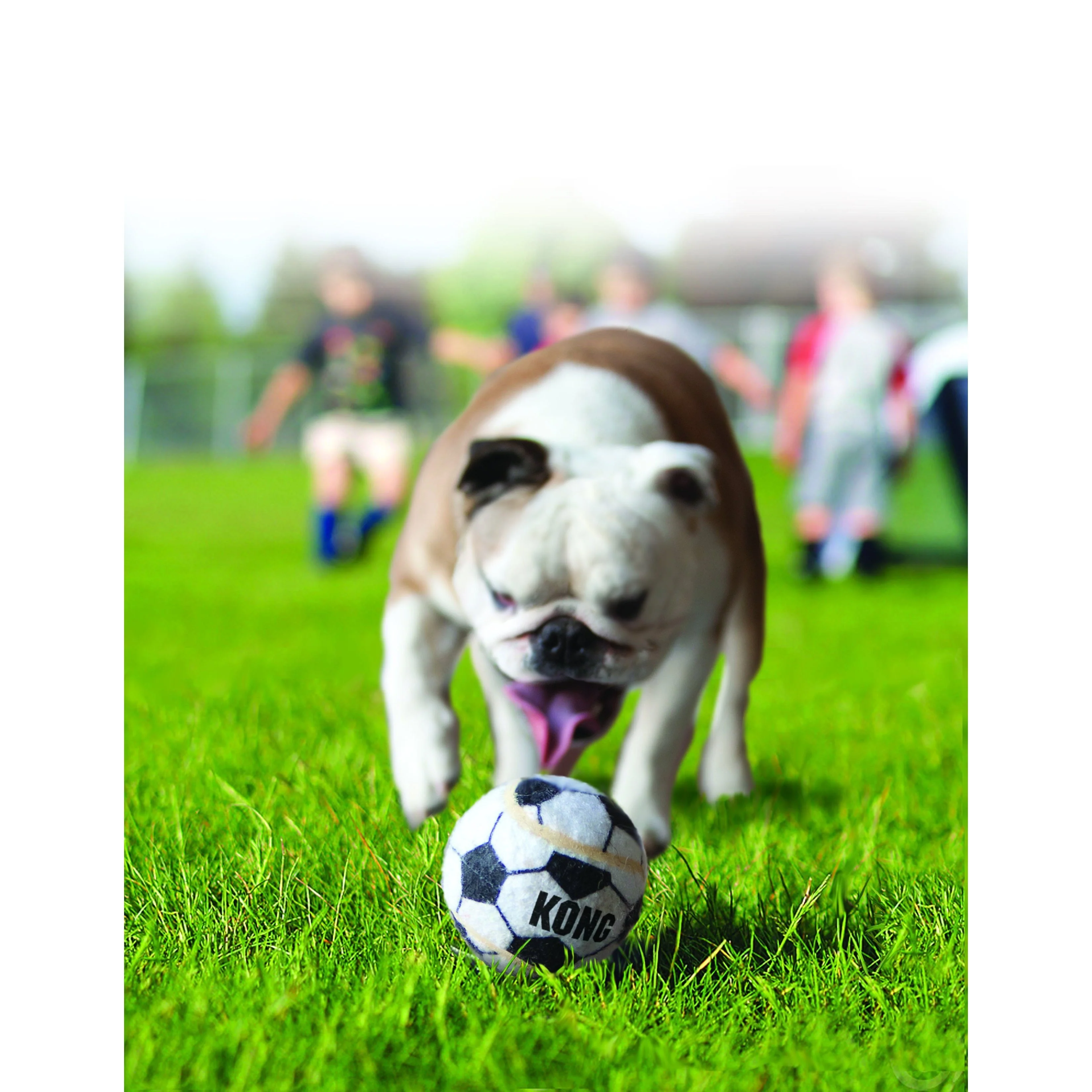 KONG Airdog Sport Balls Dog Toy Assorted 2 Pack Large - Image 3